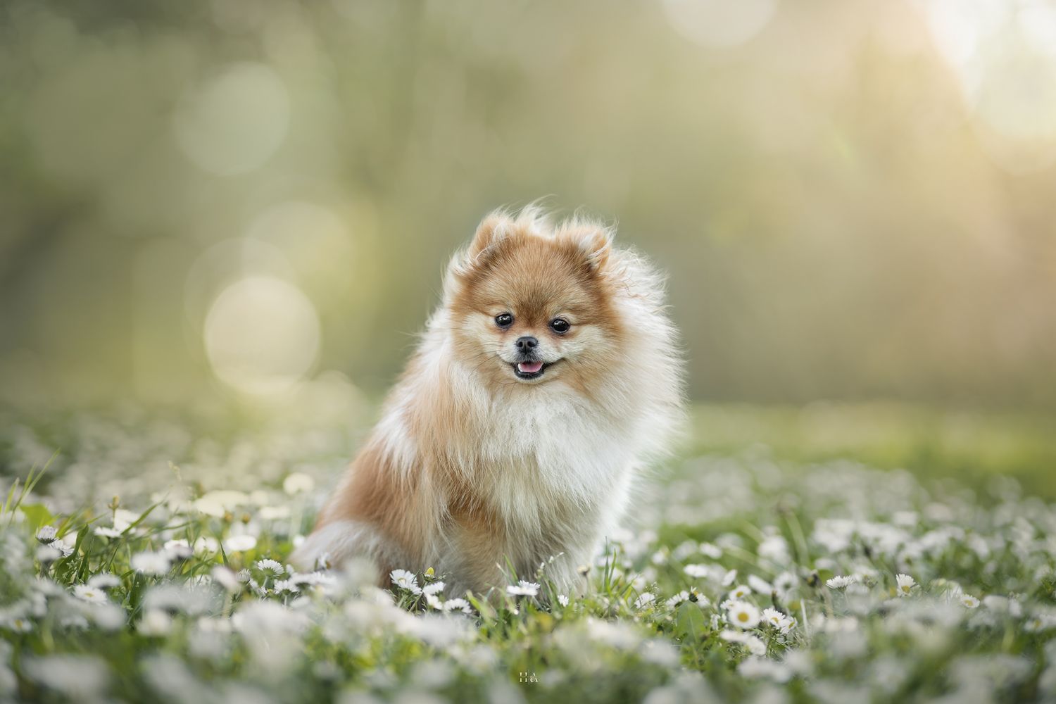 Spitz nain roux dans un champ de pâquerettes avec fond très flou dans des tons verts / jaunes chauds