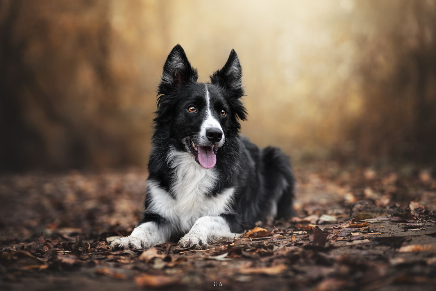 Chien border collie de face couché en forêt. Ambiance automnale dans des tons orangés chauds