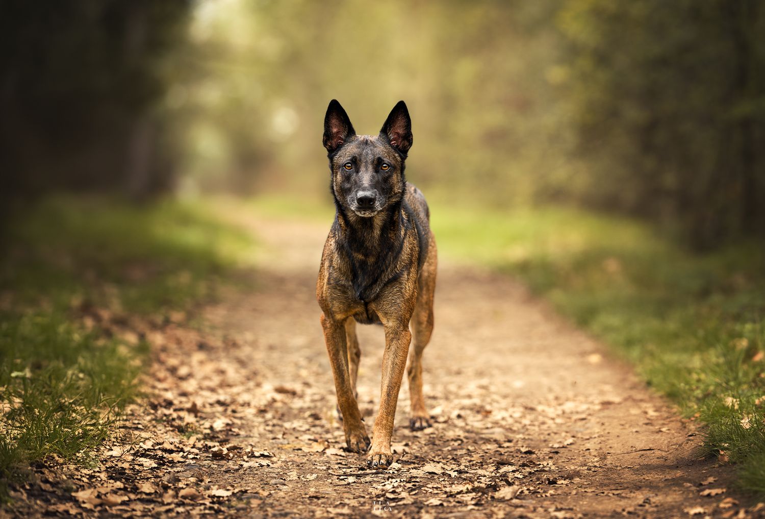 Malinois de face qui marche vers l'objectif. il se trouve dans une forêt avec des feuilles de chêne au sol et un fond flou