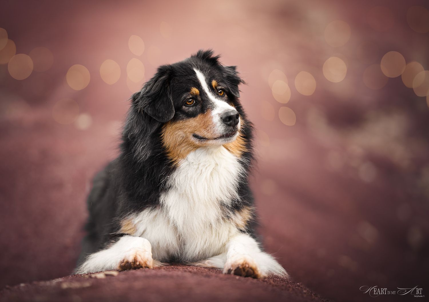 Chien berger australien noir tricolore couché de face avec tête inclinée et très expressive dans un paysage rougeâtre (dunes de Maravals)
