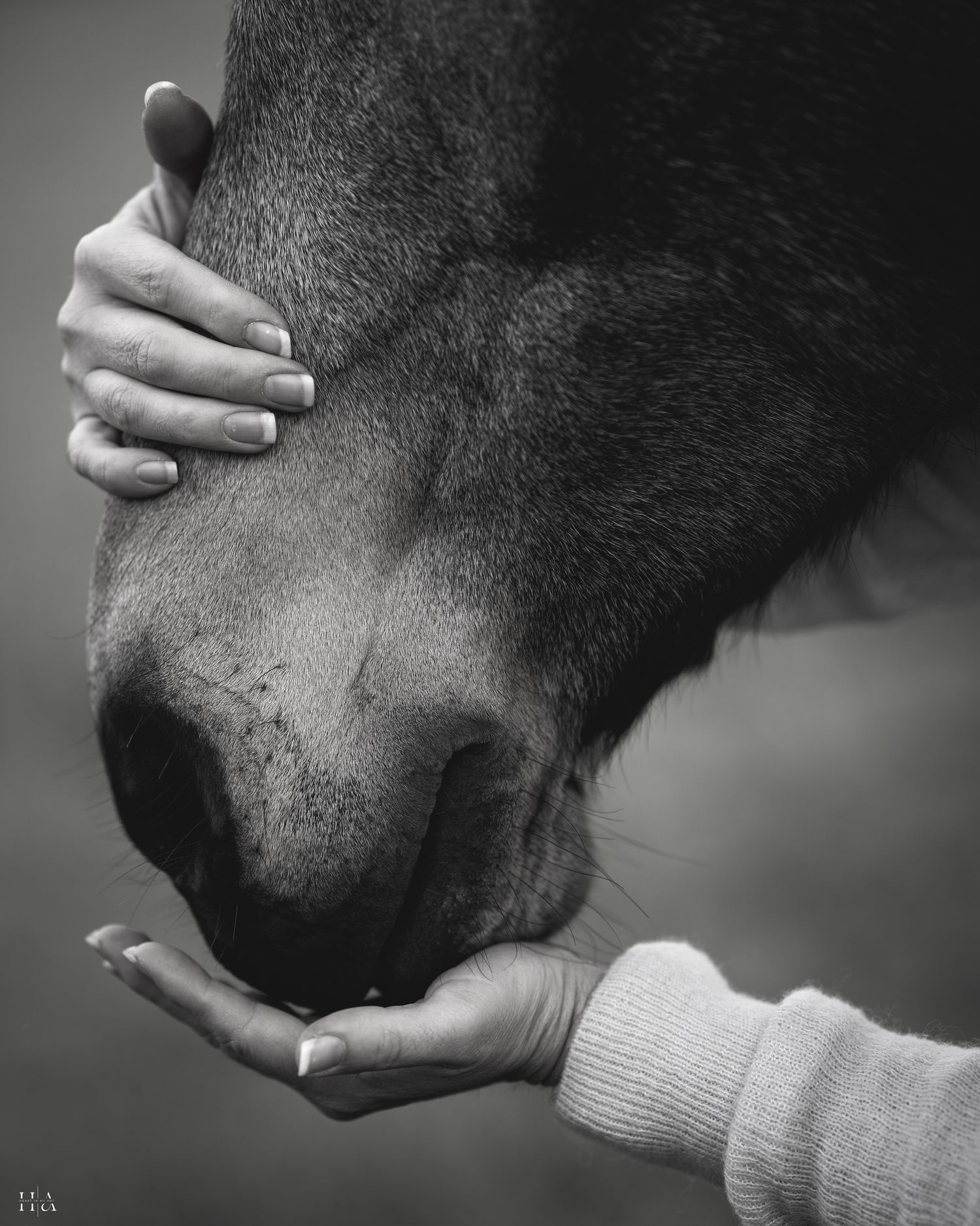Photo noir et blanc du bas de la tête d'un cheval de profil et les mains d'une femme posée dessus.