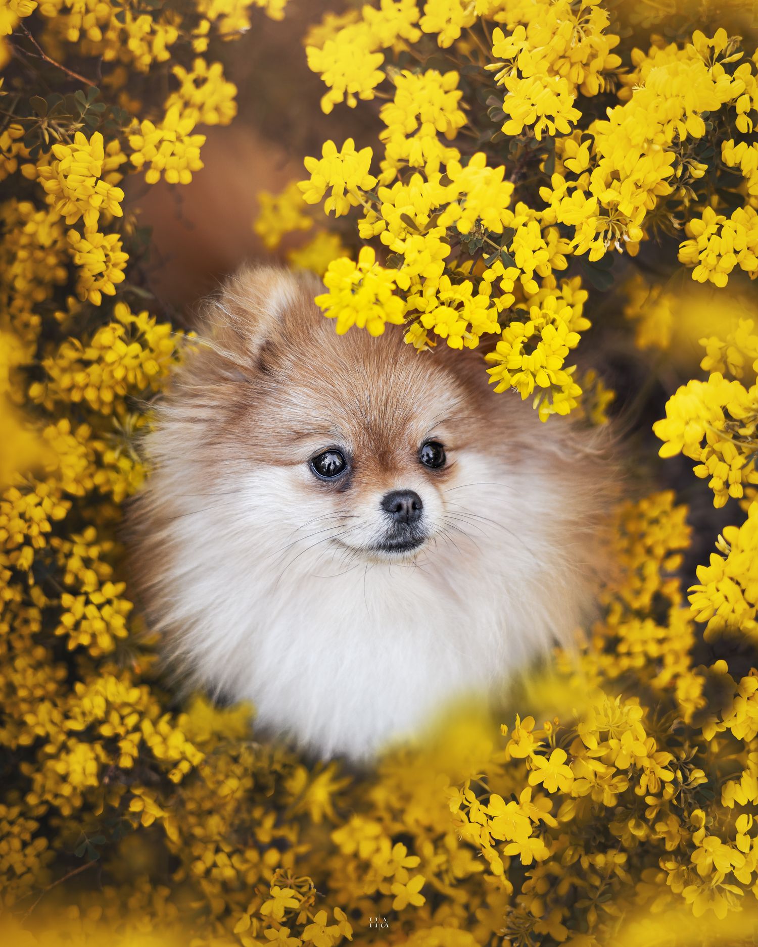 Portrait en plongé d'un spitz nain roux dans un massif de fleurs jaunes