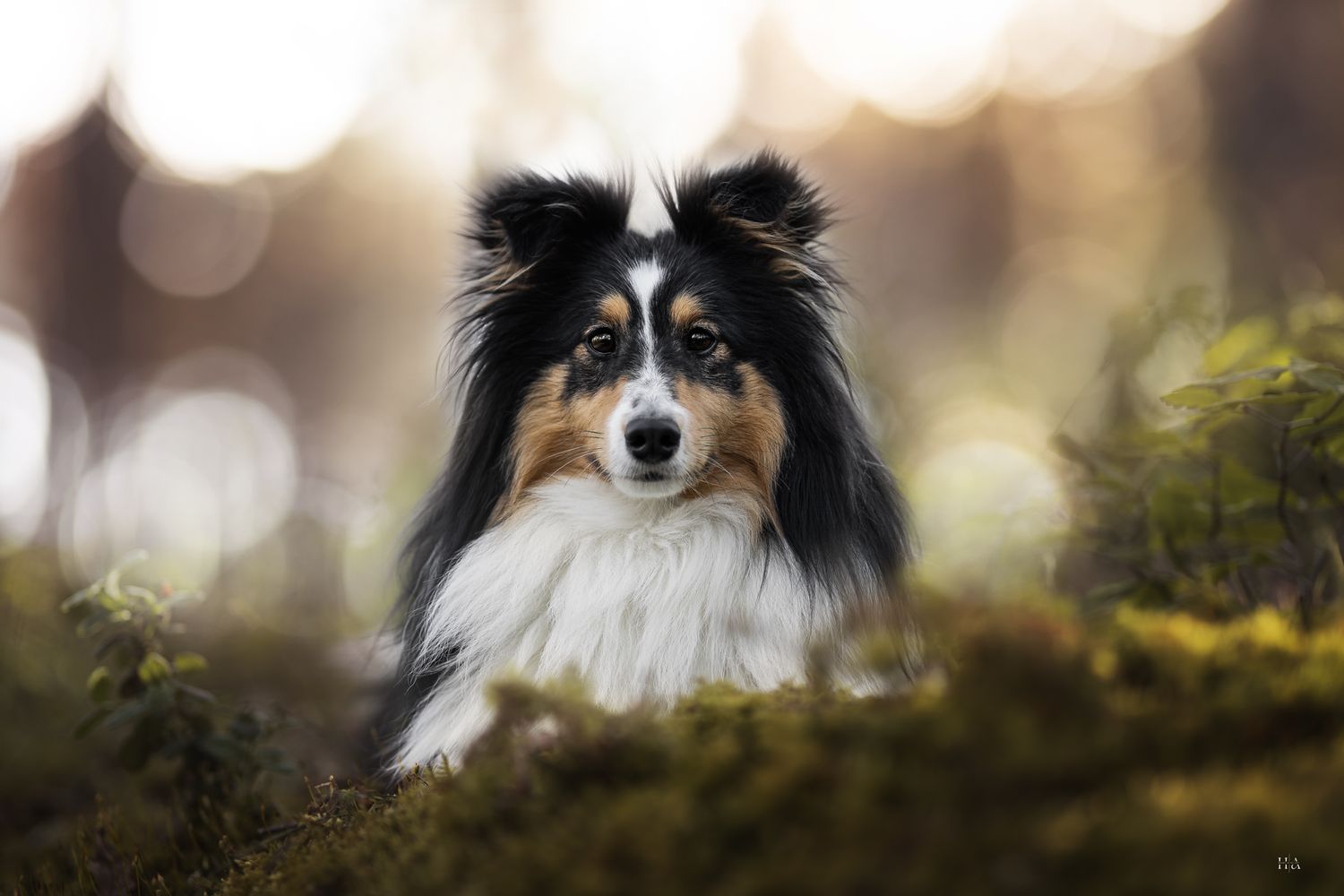 Chien berger des shetlands noir tricolore de face en forêt avec fond flou