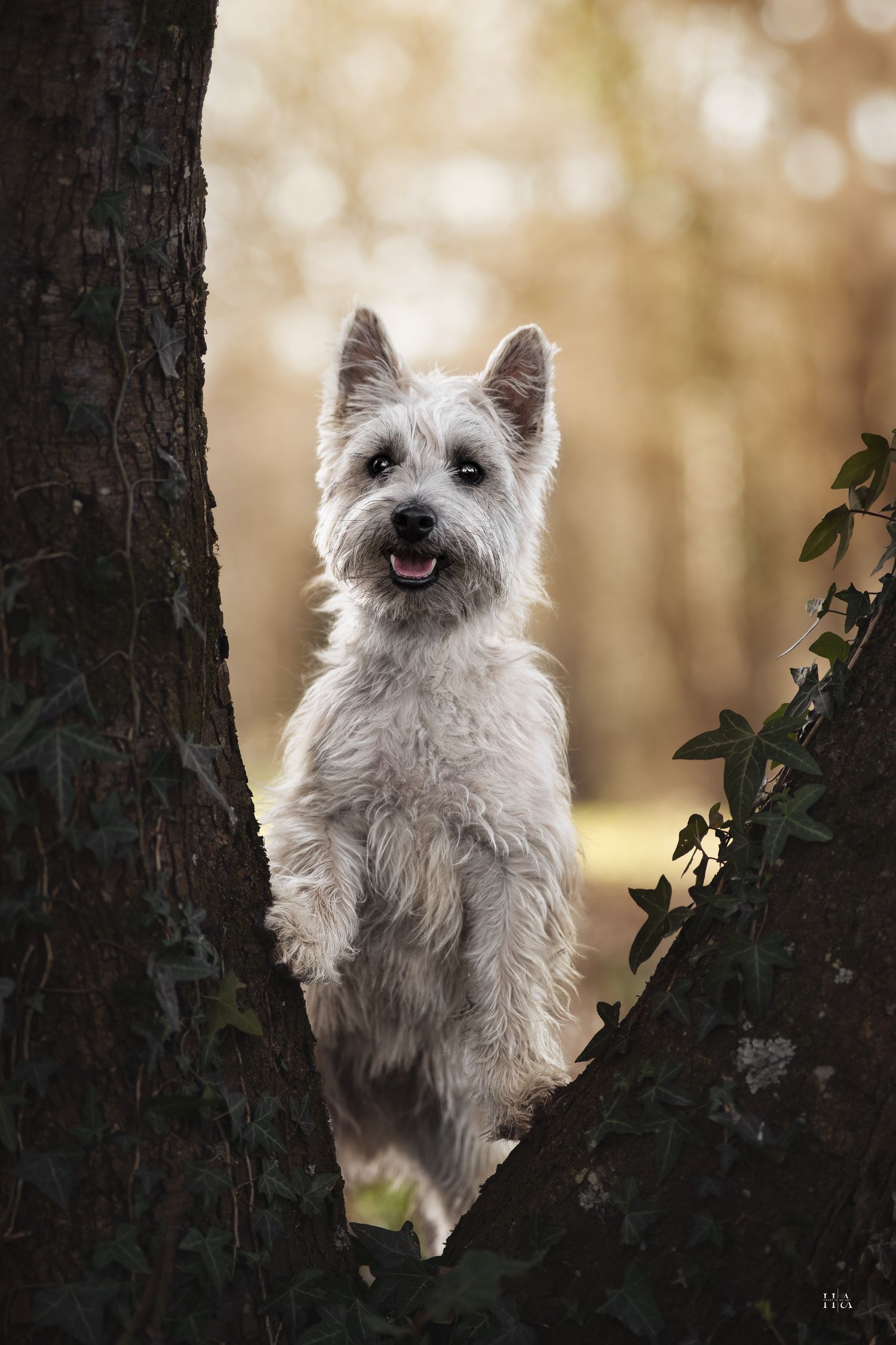 Chien blanc de face entre deux arbres Une patte posée sur chaque tronc. Fond flou tons chauds