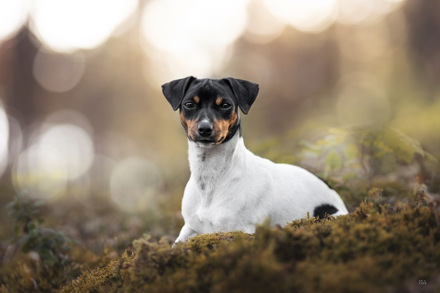 Chien berger brésilien couché de profil en forêt avec arrière plan bokeh
