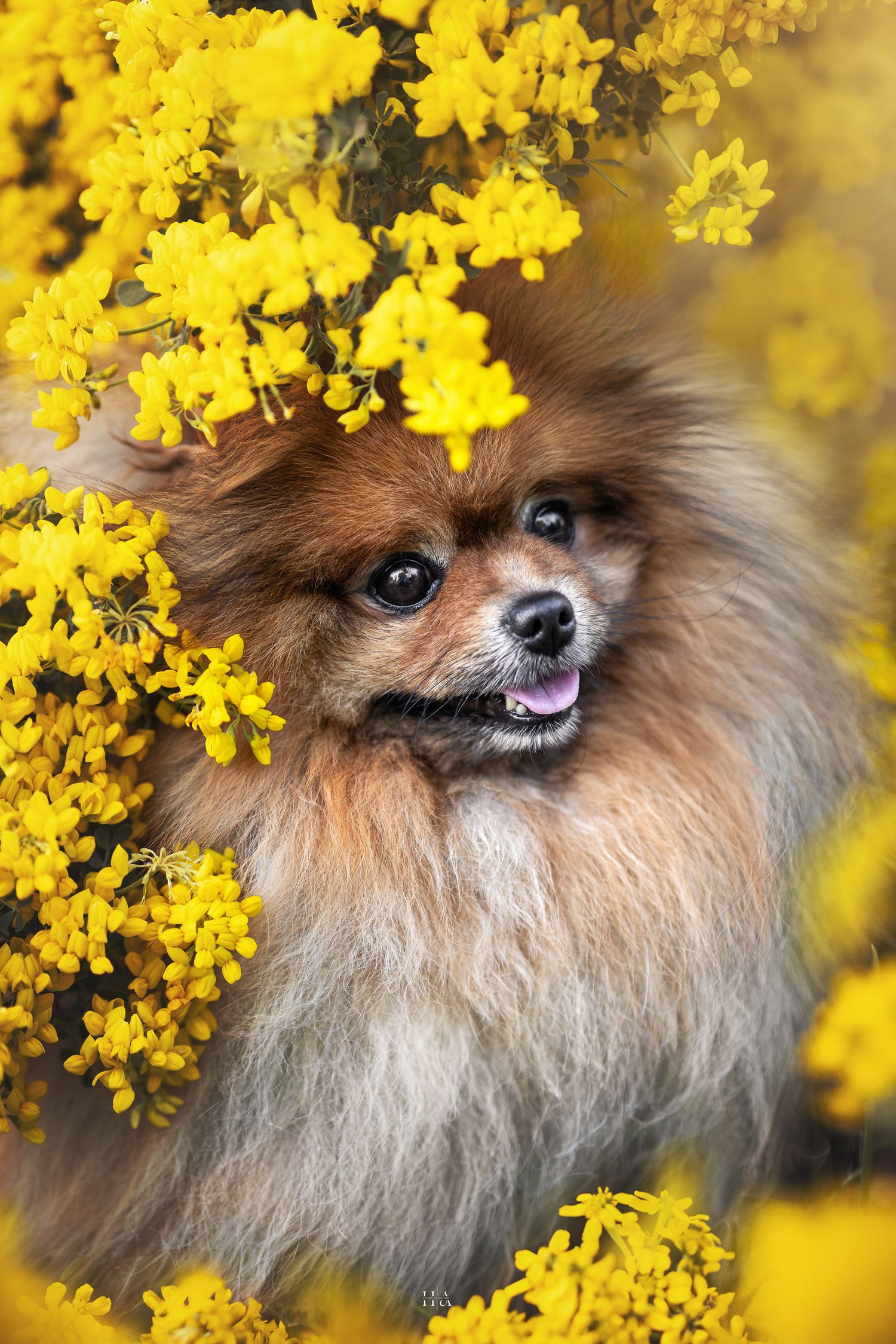 Portrait chien spitz 3/4 profil dans massif de fleurs jaunes