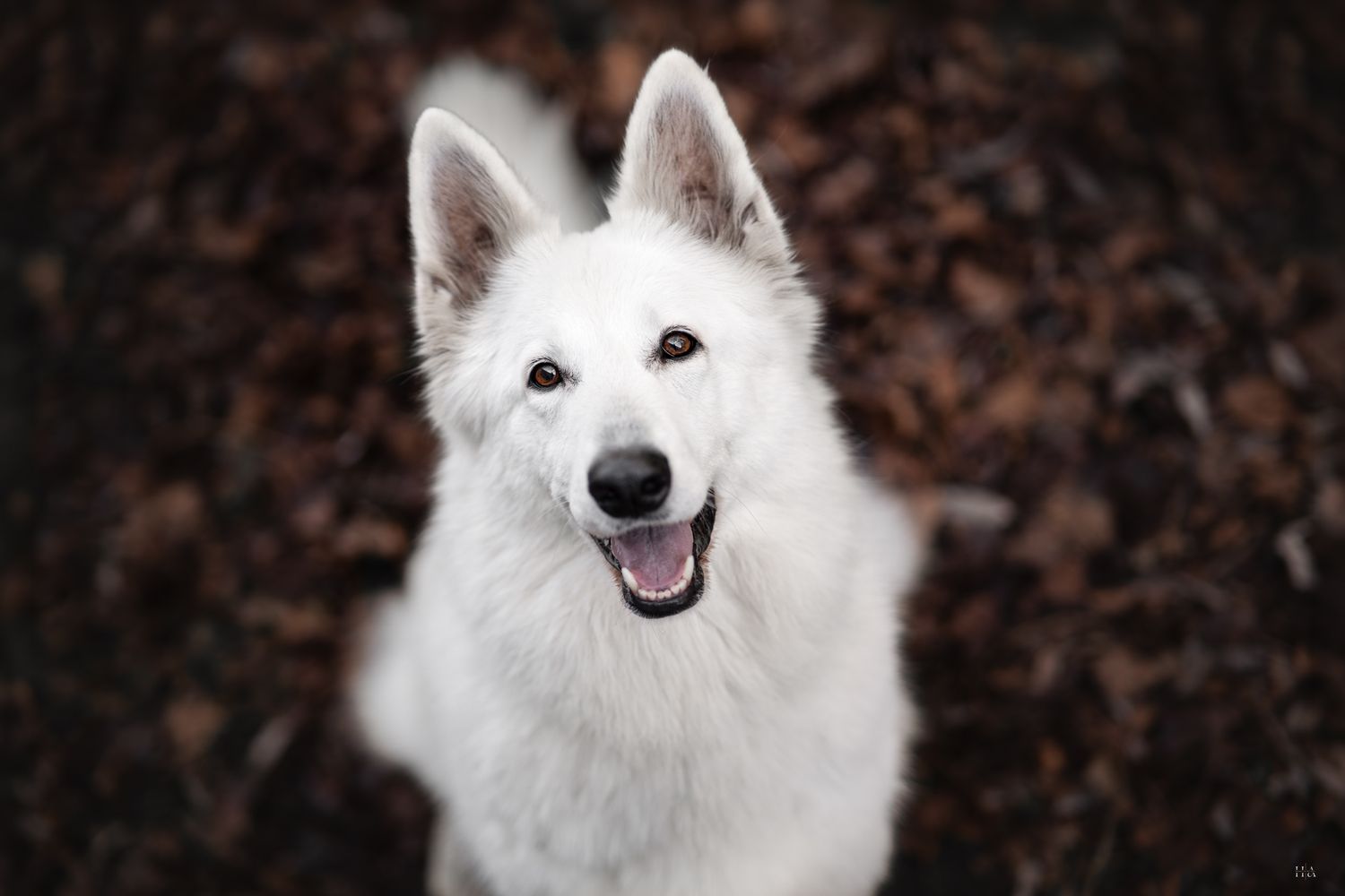 Portrait en plongé d'un berger blanc suisse