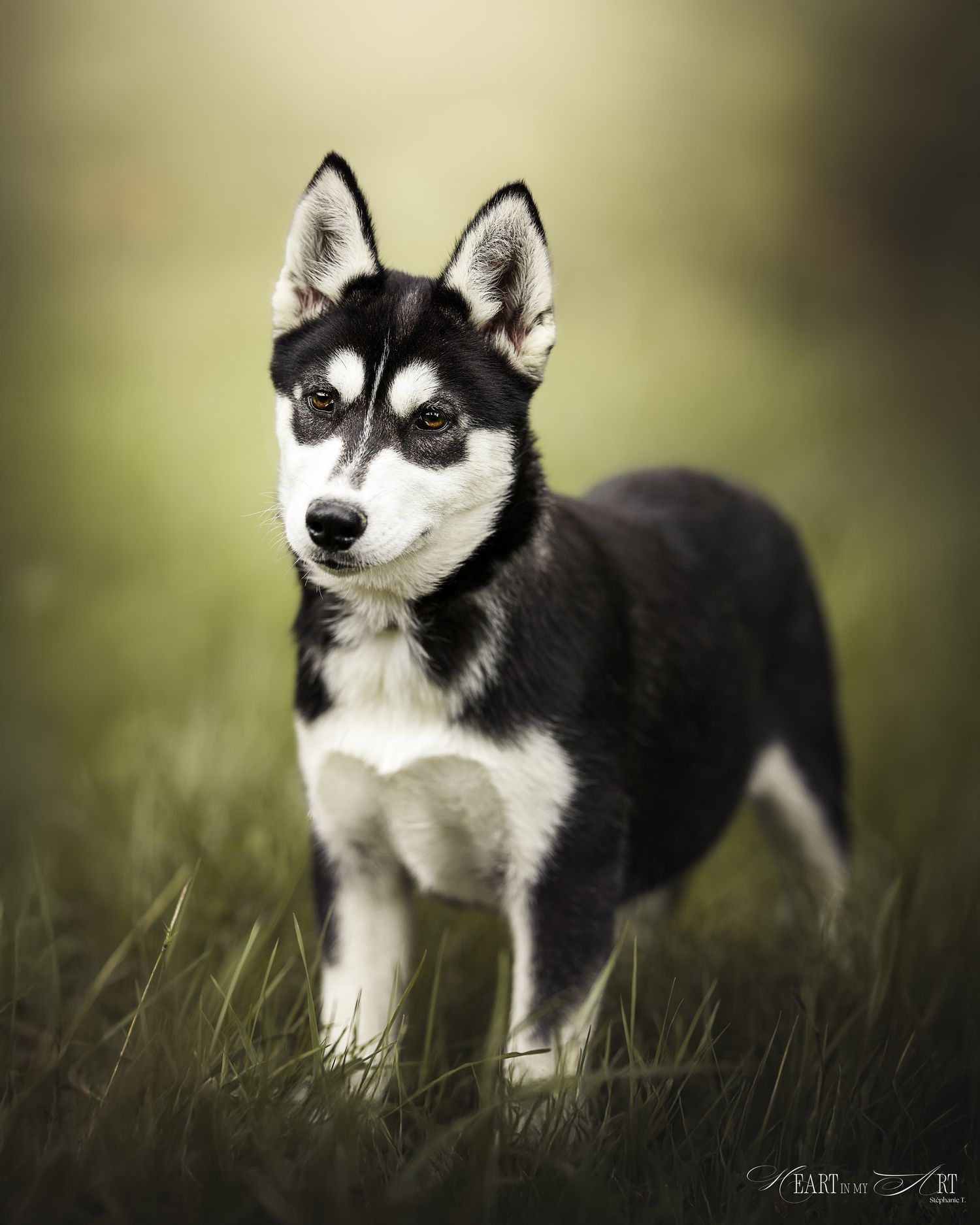 Chiot husky debout dans l'herbe avec fond très flou dans tons chauds