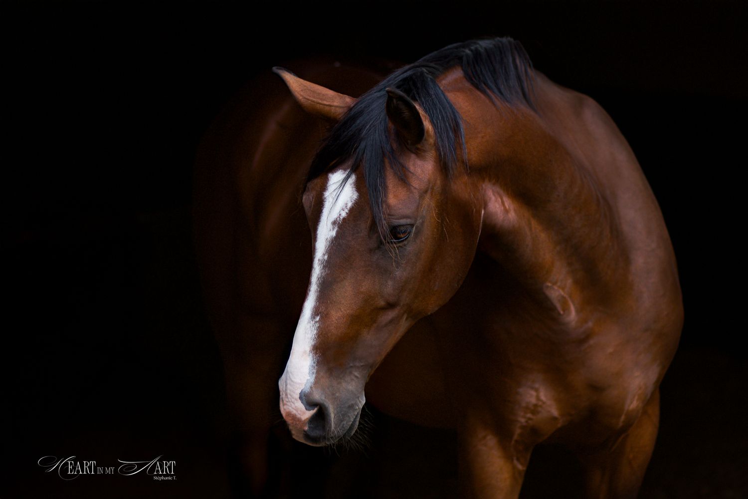 Portrait d'un cheval bai sur fond noir. Sa tête est orientée vers la gauche