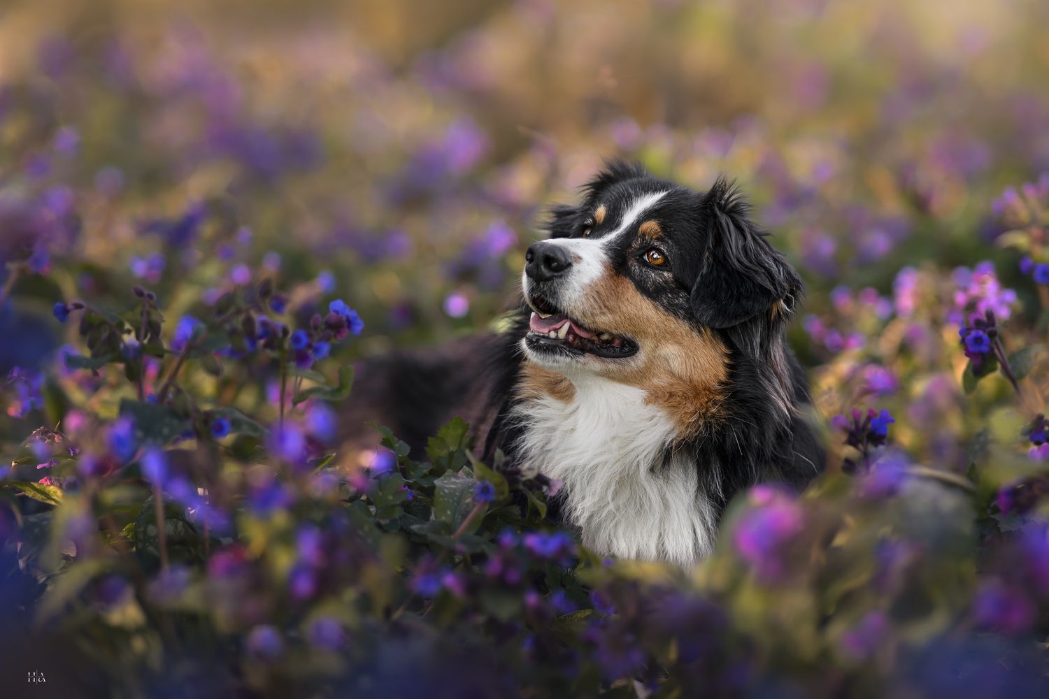 Portrait chien Berger Australien noir tricolore couché dans fleurs violettes