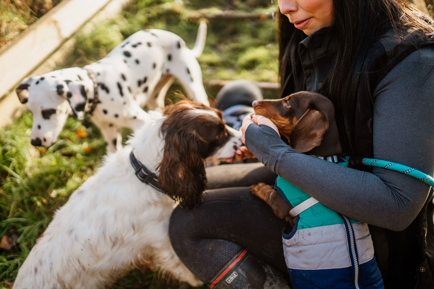 Person grooming and petting a large white dog outdoors.