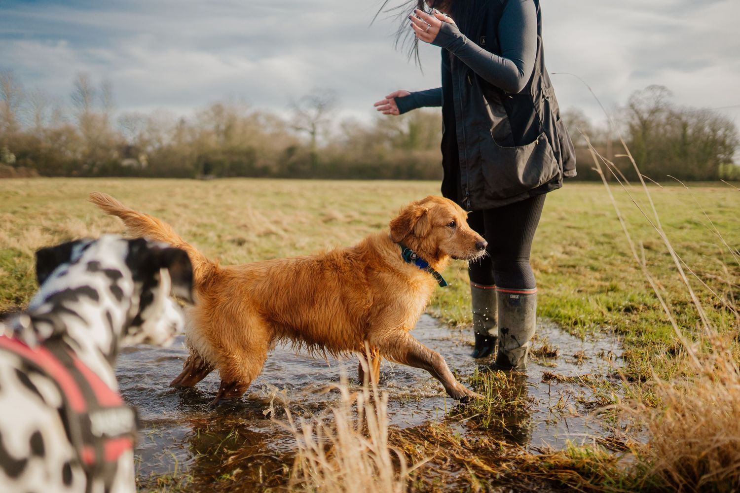Dogs running and playing in a natural outdoor setting with their owner.