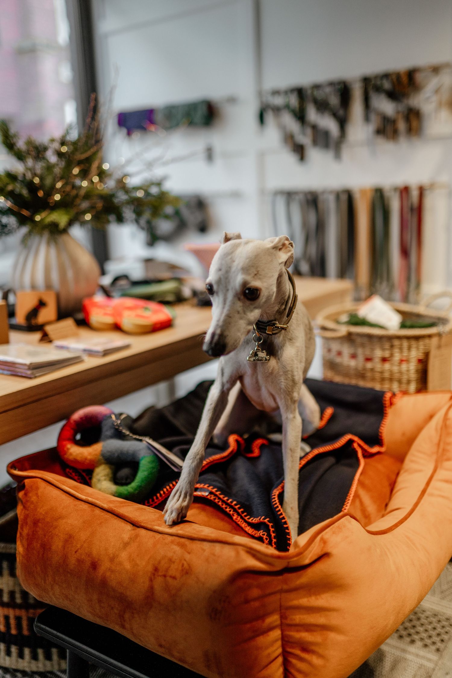 Small dog lounging on an orange velvet cushion with decorative accessories.