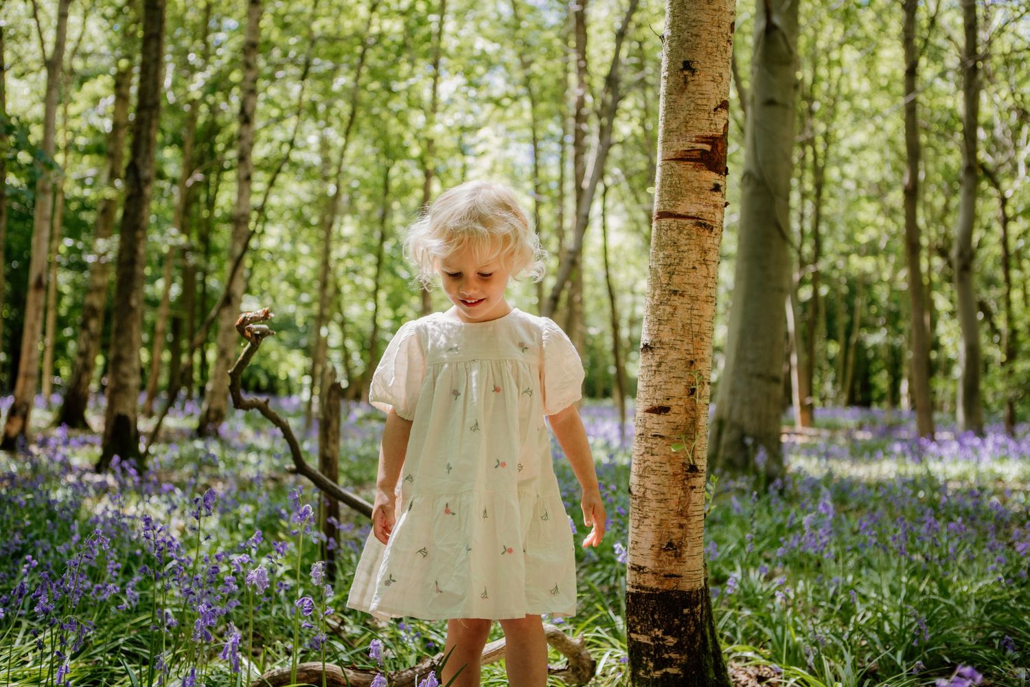 A magical spring woodland scene with purple bluebells carpeting the forest floor beneath tall trees in Hertfordshire