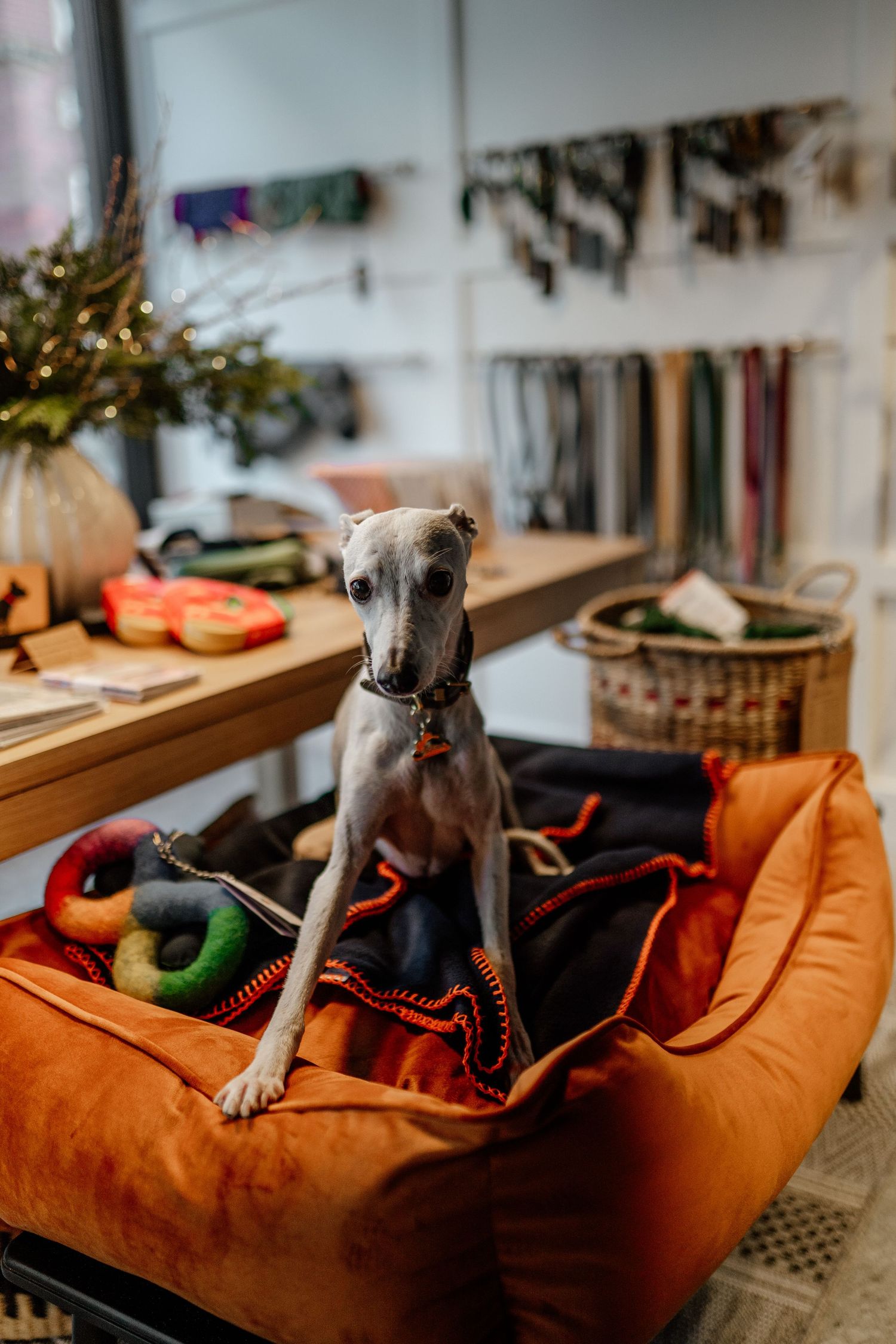 Small grey dog relaxing on orange cushion in home setting.