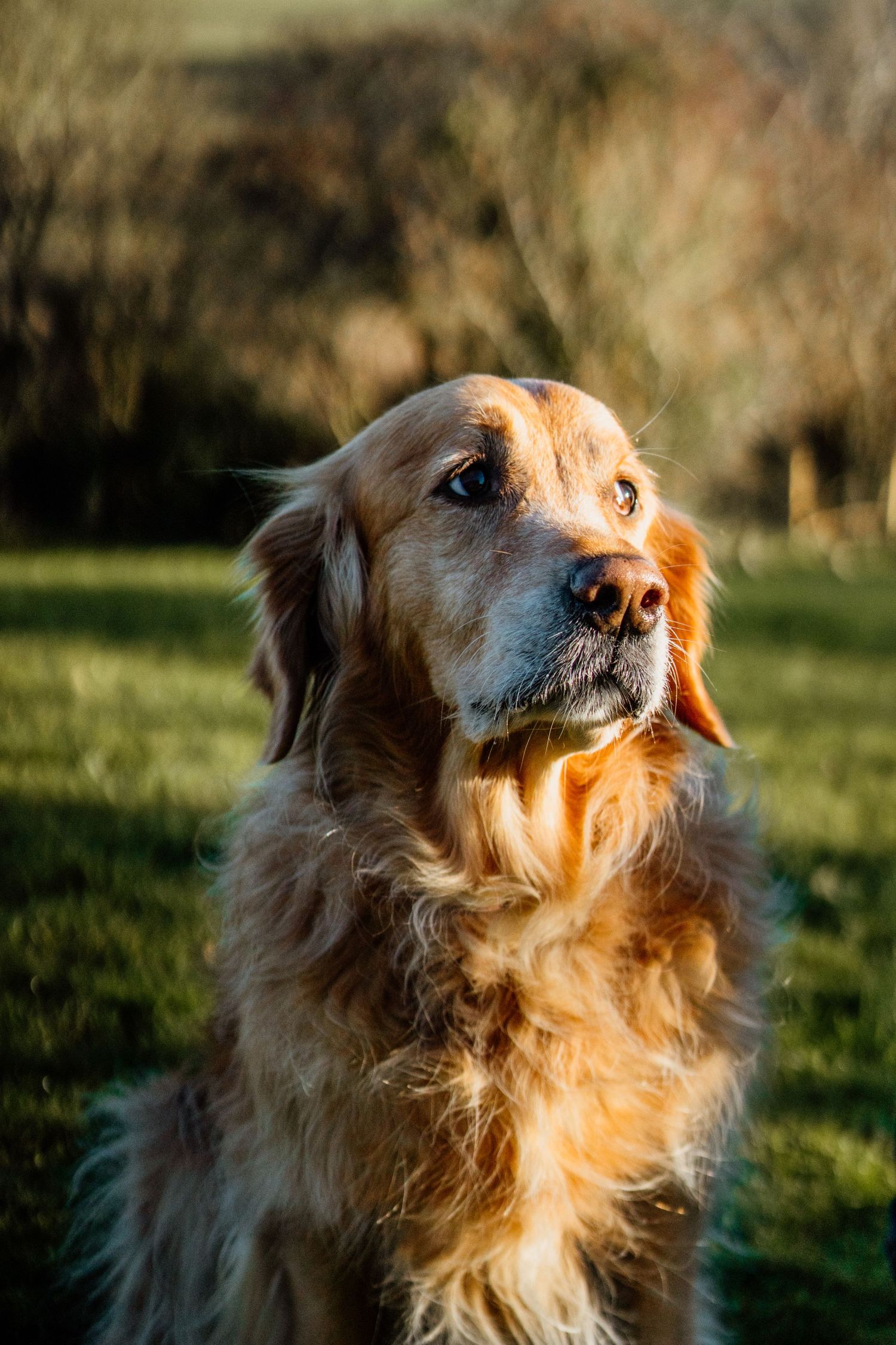 Golden retriever dog portrait series in warm evening sunlight.