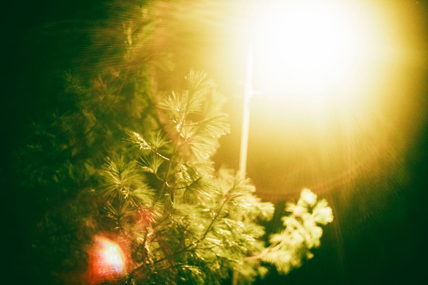 Golden diffused streetlamp filtering through leaves, creating a dreamy bokeh effect.