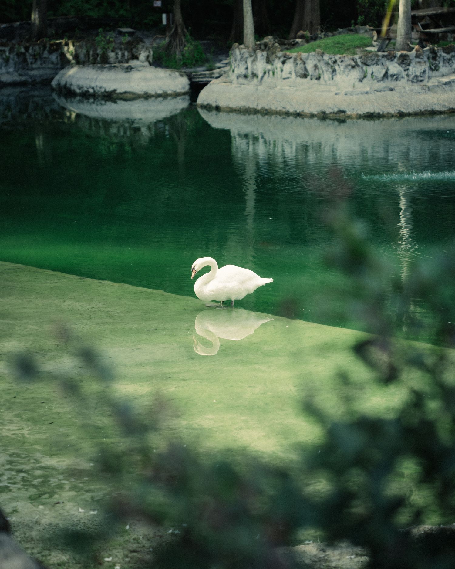 White Swan in the middle of a pond