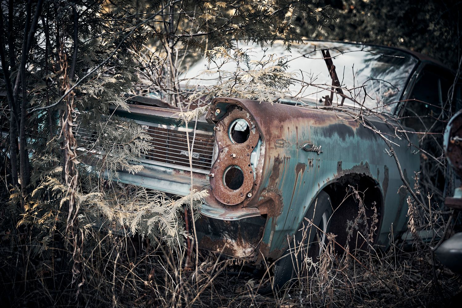 Panoramic view of abandoned vintage cars rusting in wooded area. Commercial Photographer in Guelph and surrounding areas