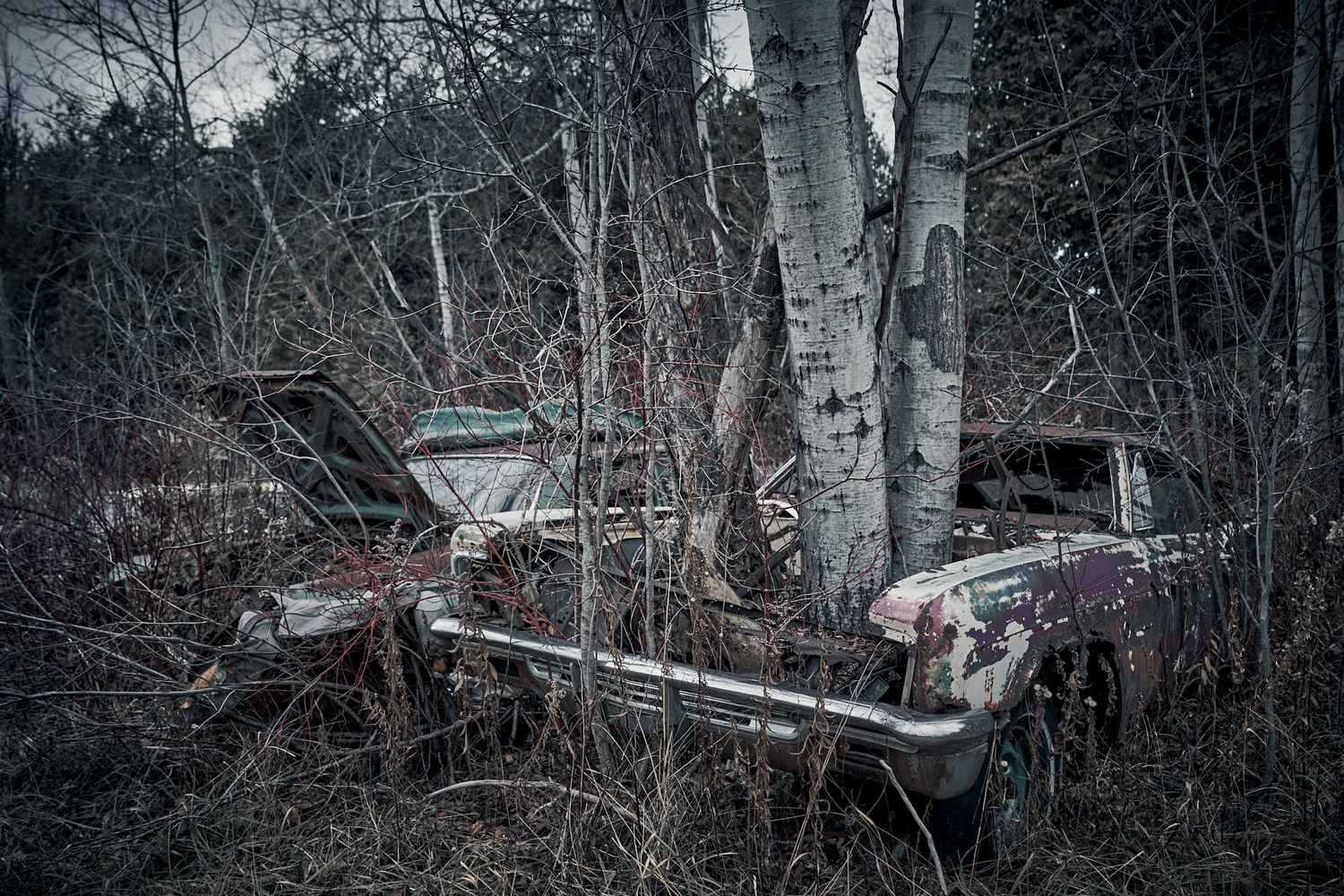 Vintage car wreckage surrounded by bare birch trees in winter landscape. Commercial Photographer in Guelph and surrounding areas