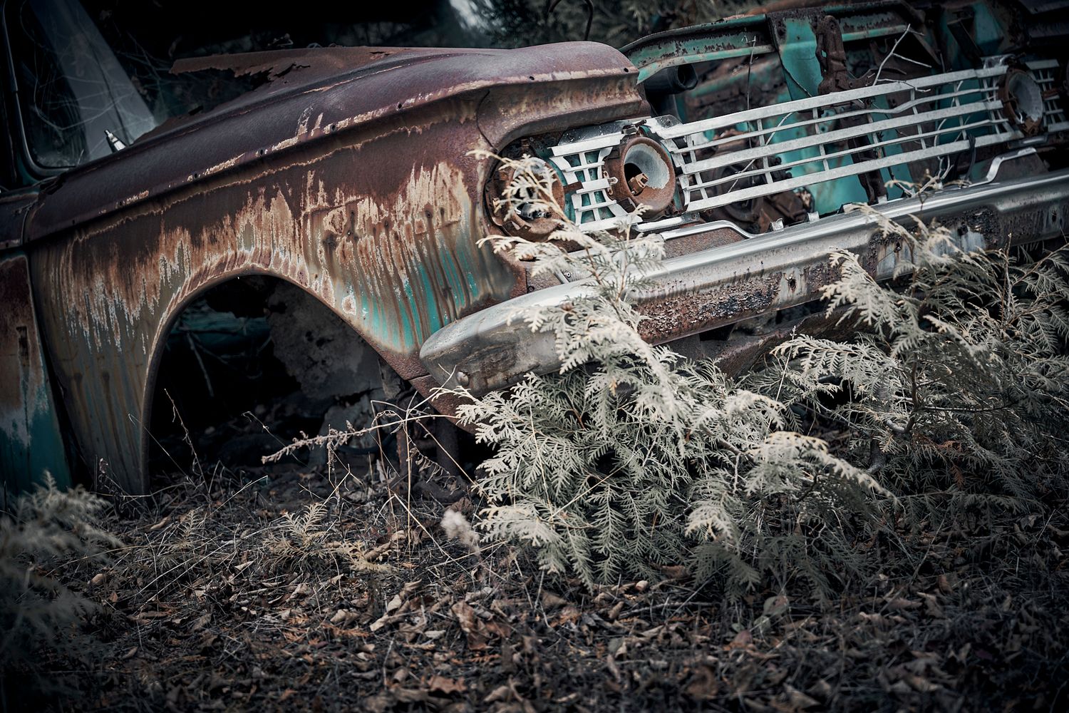 Old rusted cars abandoned in overgrown forest with snow covering them. Commercial Photographer in Guelph and surrounding areas