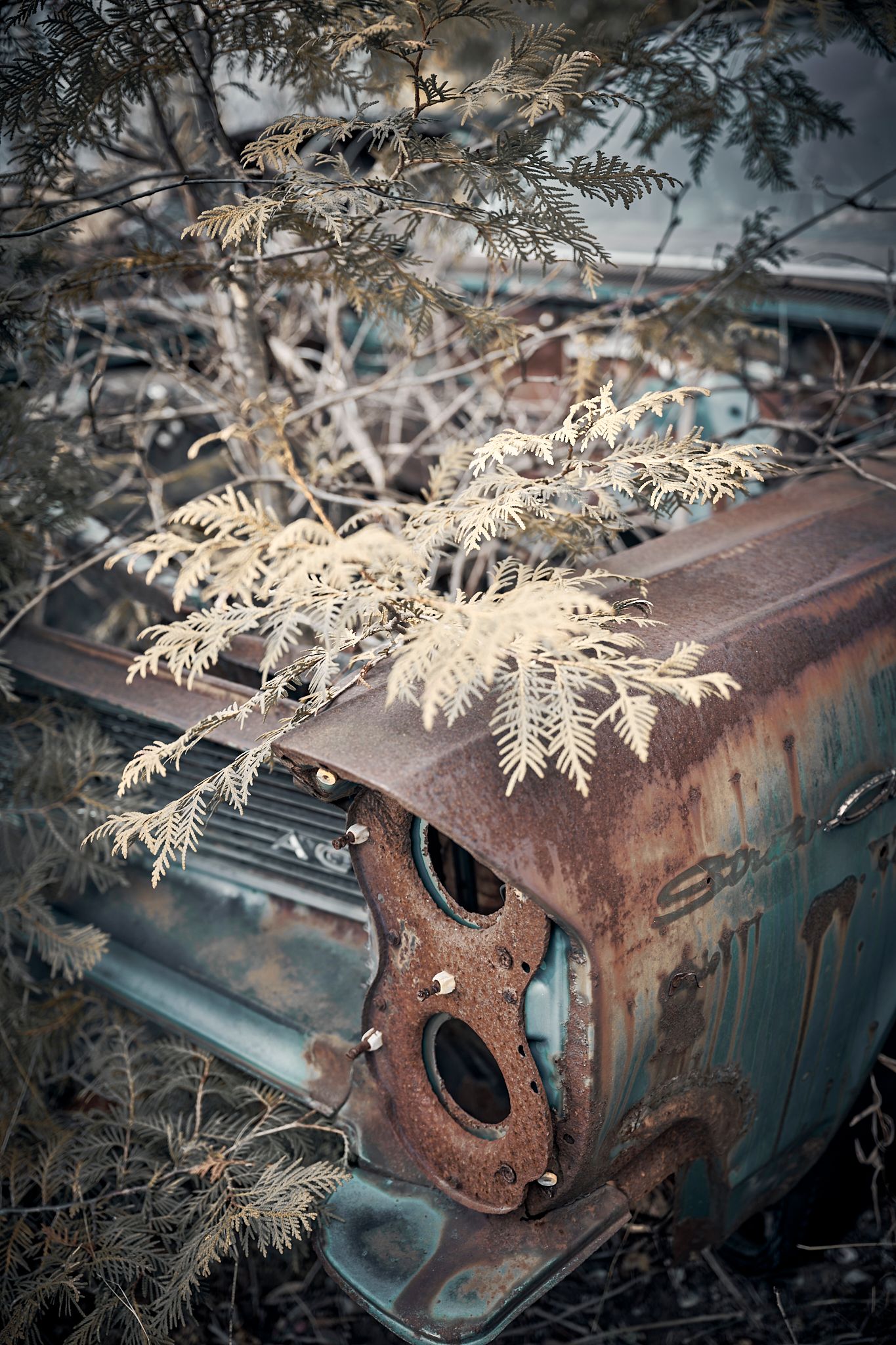 Rusted vintage car hood with headlight holes covered in delicate frost-covered ferns. Commercial Photographer in Guelph and surrounding area