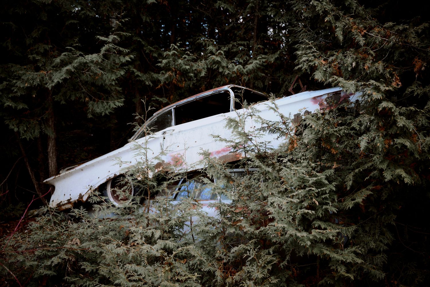 White classic car partially hidden among overgrown evergreen trees. Commercial Photographer in Guelph and surrounding areas