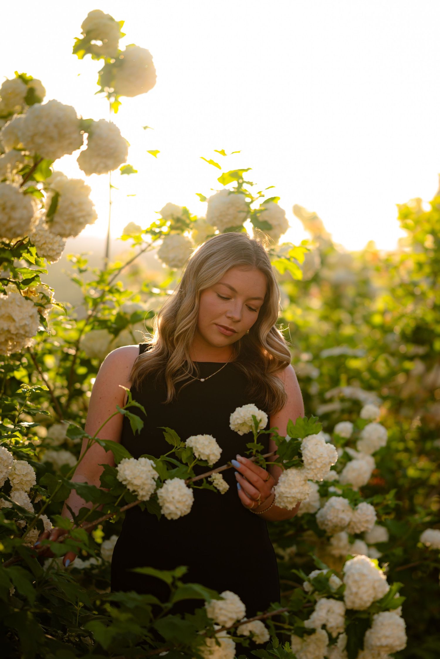 Young woman in black dress surrounded by blooming white snowball viburnum flowers in golden sunlight.
