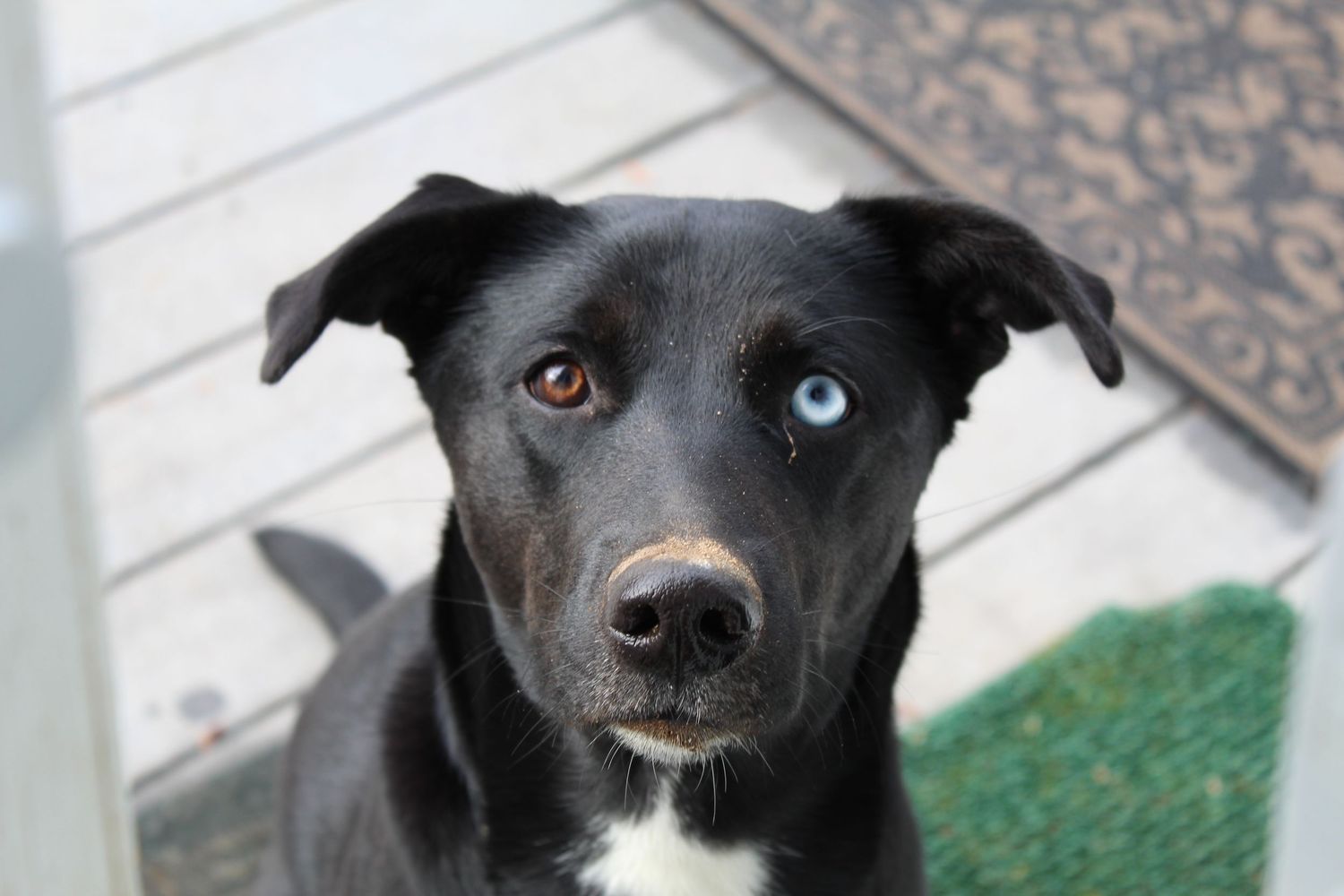 Black dog with heterochromia eyes looking up at camera on wooden porch.