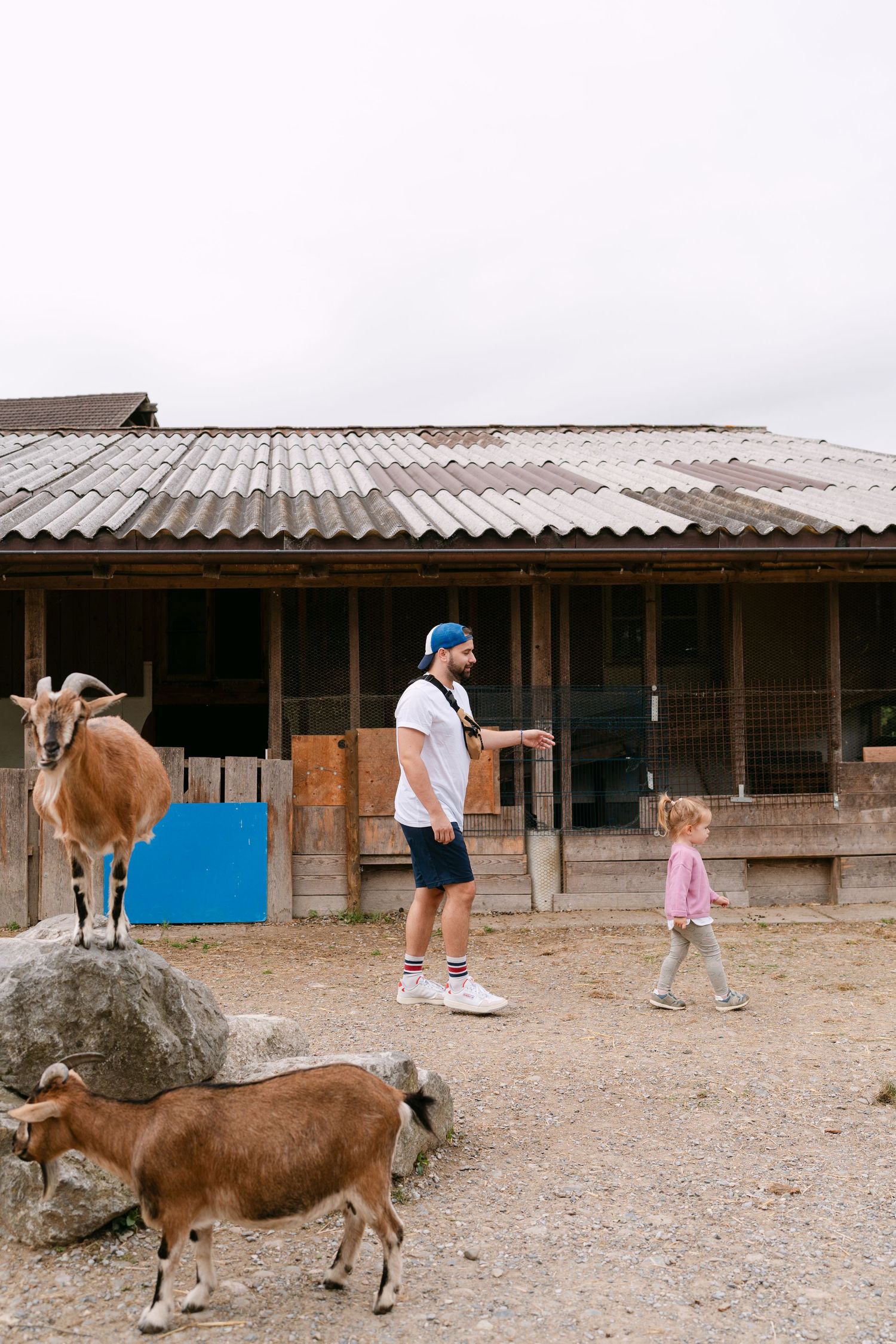 View of a rustic farm building with goats in the foreground.