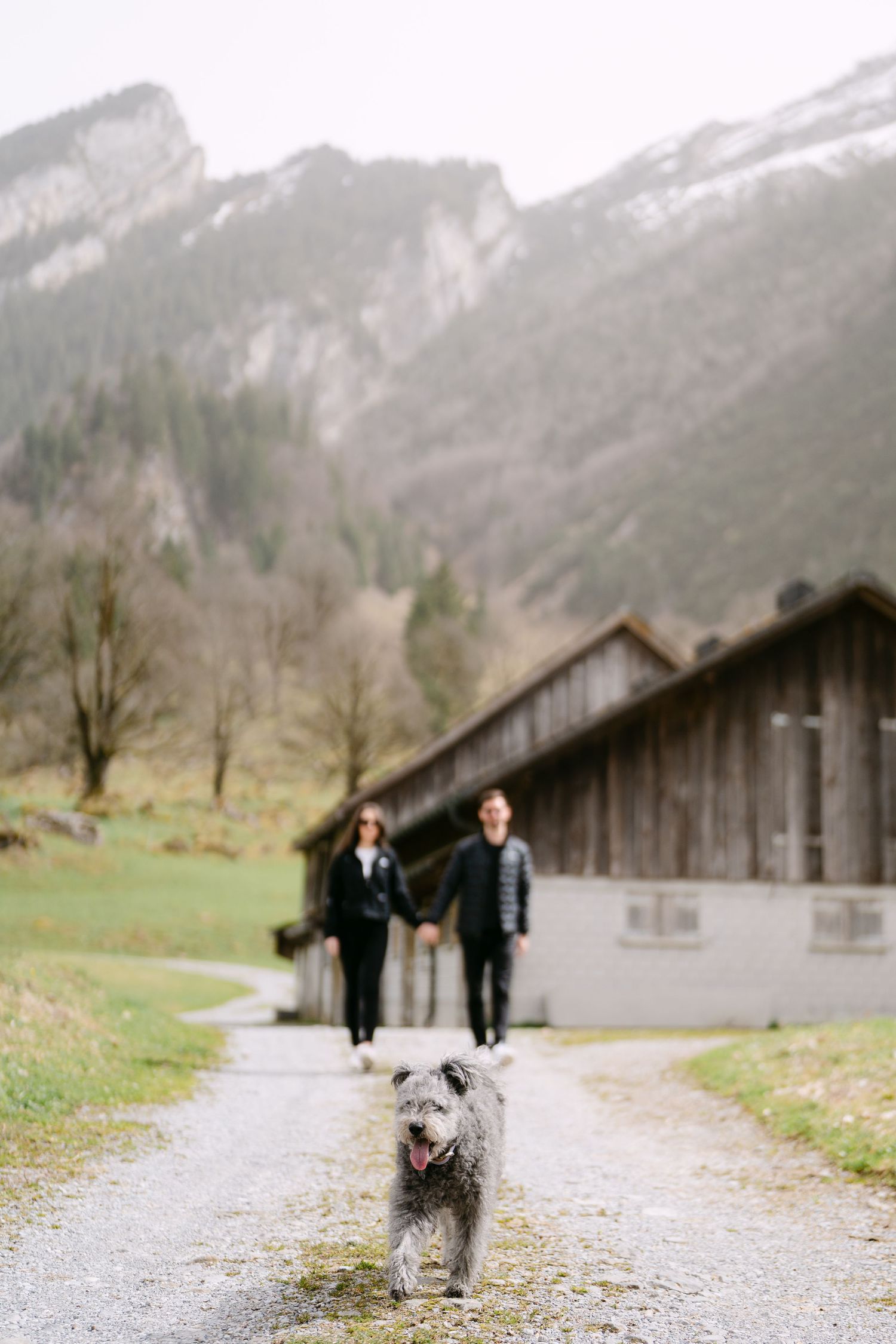A grey dog walks ahead on a path with rustic wooden buildings and mountains in the background.