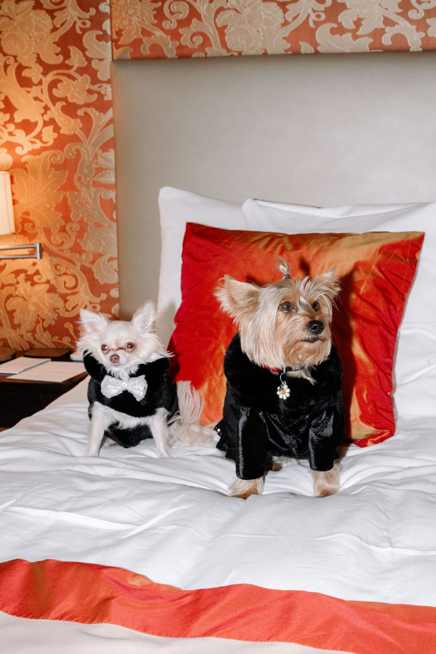 Small dogs wearing formal black and white outfits pose together on a bed with red and white bedding.