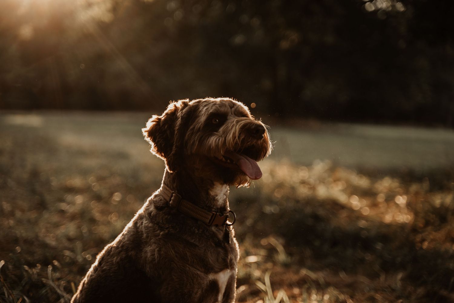 A happy brown dog sits in a sunlit field with golden backlight filtering through trees at sunset.