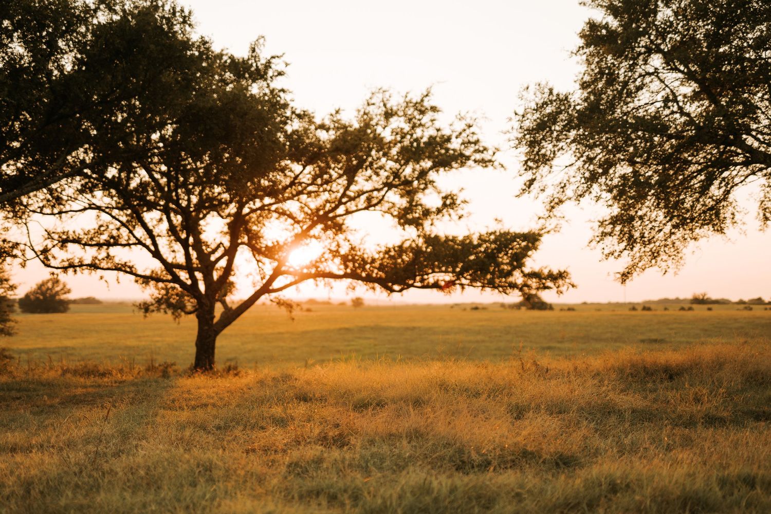 Golden sunset shining through a sprawling oak tree in a lush green meadow during a warm summer evening.