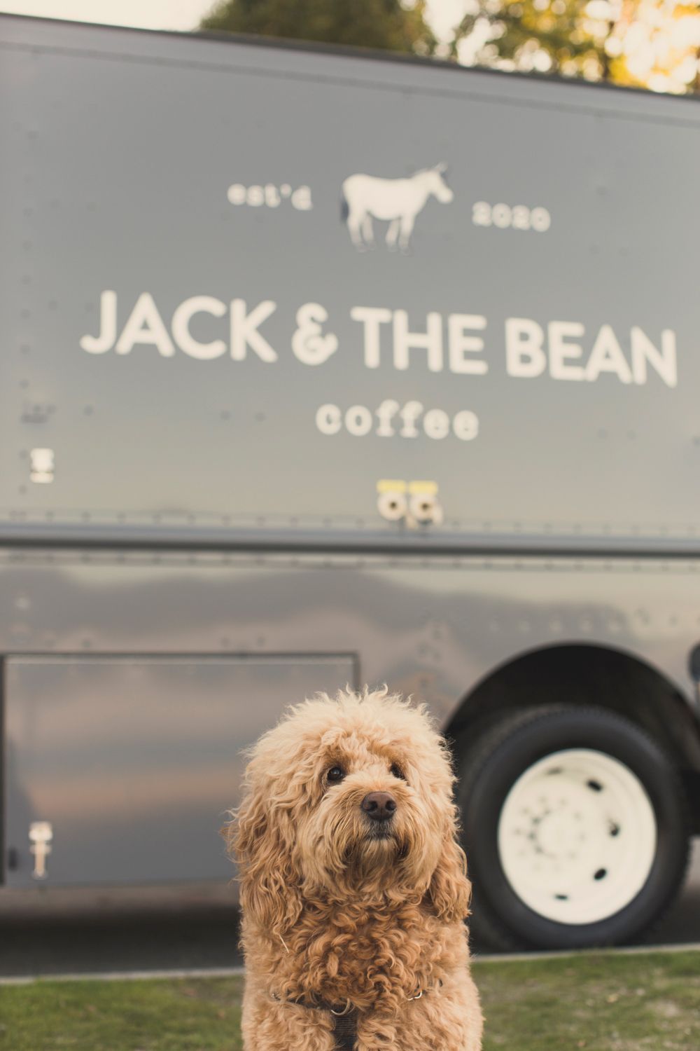 A goldendoodle dog sitting in front of a Jack & The Bean Coffee truck.