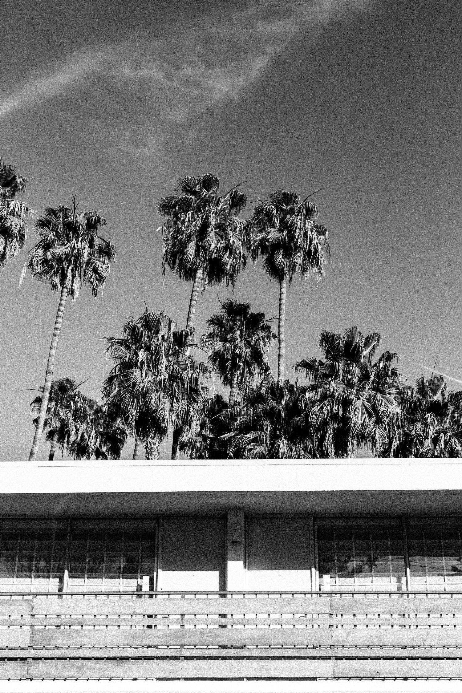 Black and white panoramic view of palm trees and buildings under a cloudy sky.