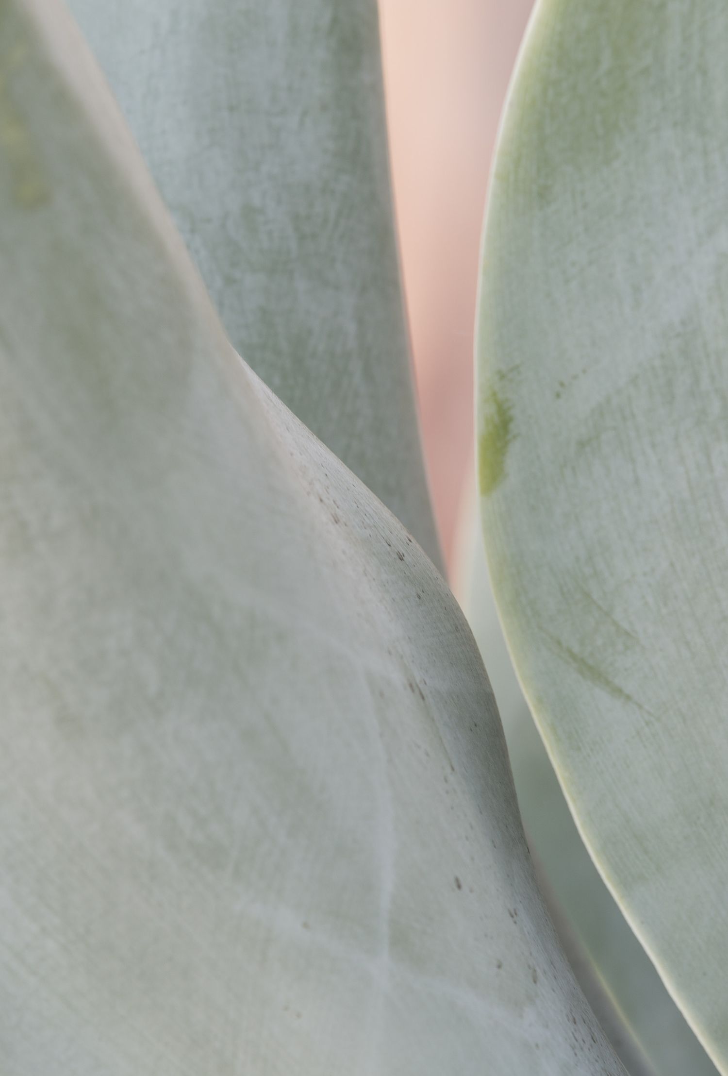 Close-up abstract view of pale green succulent leaves with soft edges.