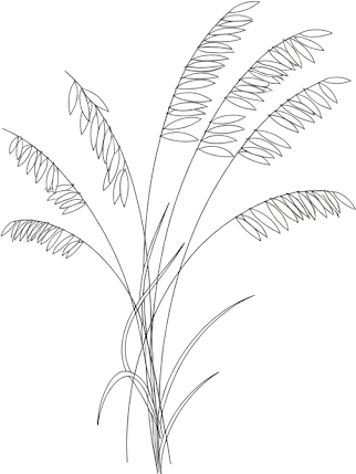 Simple line drawing of sea oats with delicate curved leaves spreading outward from a central stem.