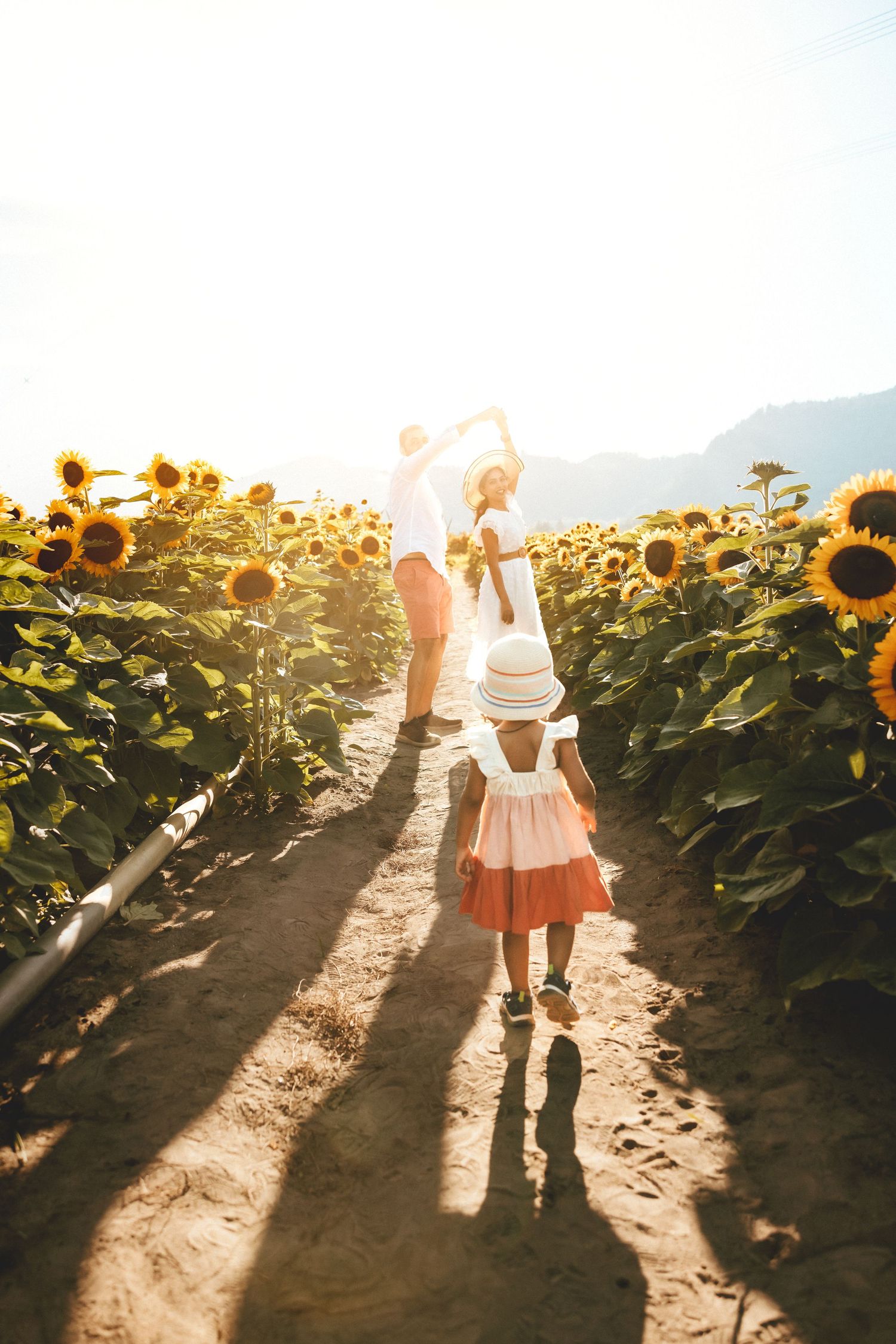 People walking through a sunlit sunflower field at sunset casting long shadows on the dirt path between rows of flowers.