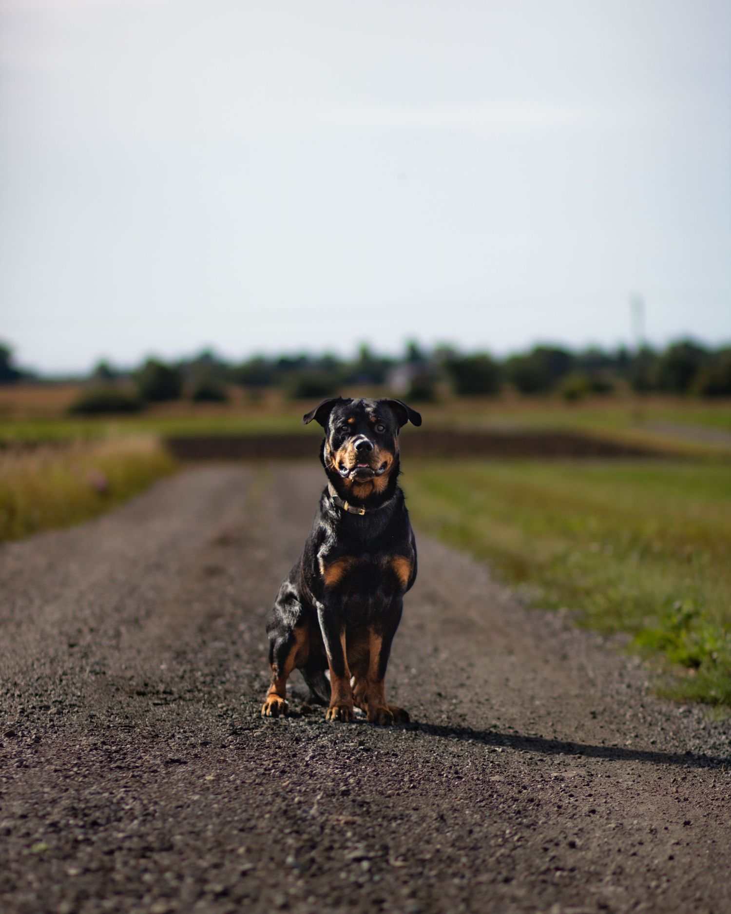 På en grusväg sitter en Rottweiler-hund.