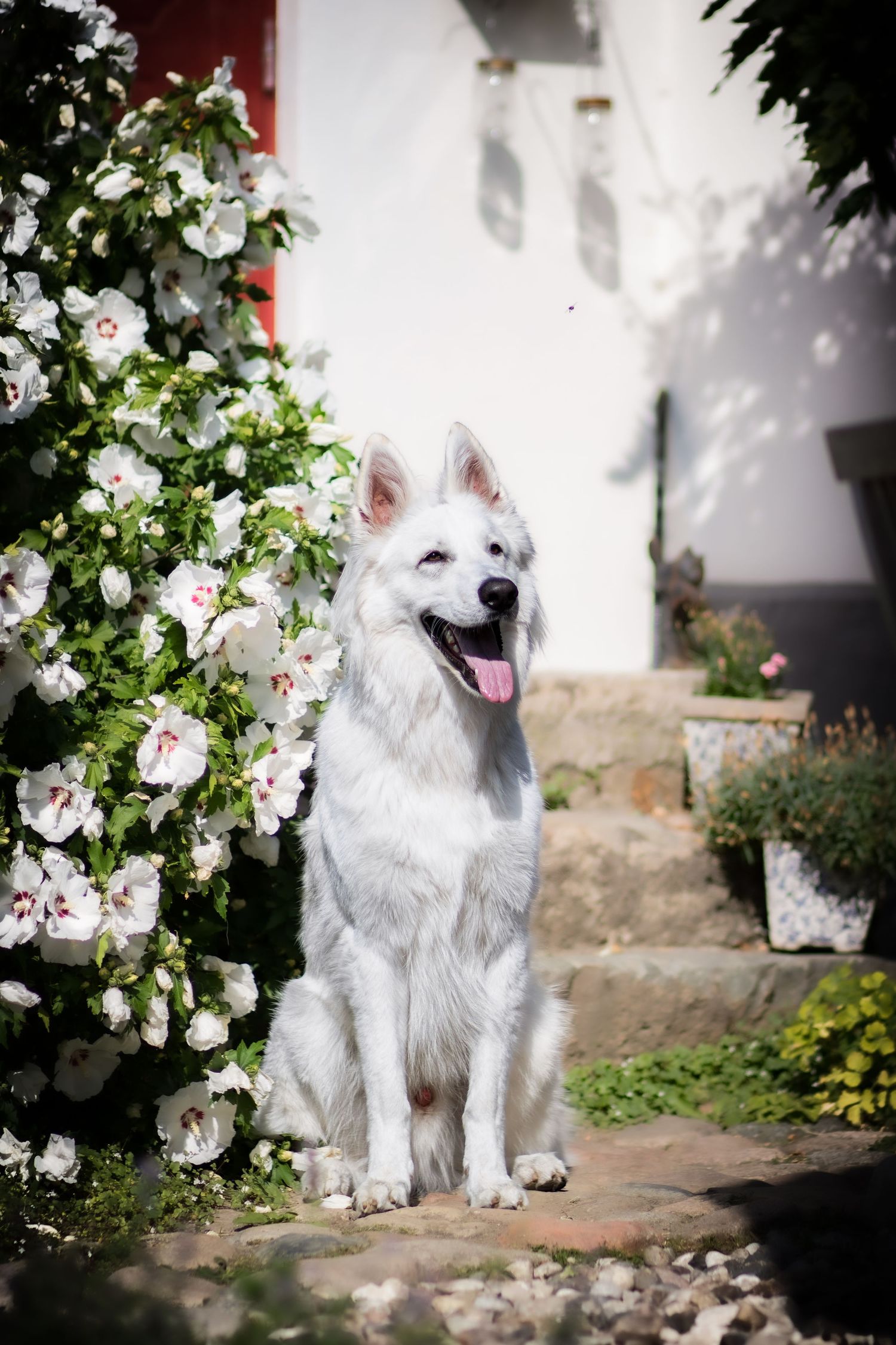 I en trädgård, omgiven av grönska och blommor sitter en vit Herdehund i solen.