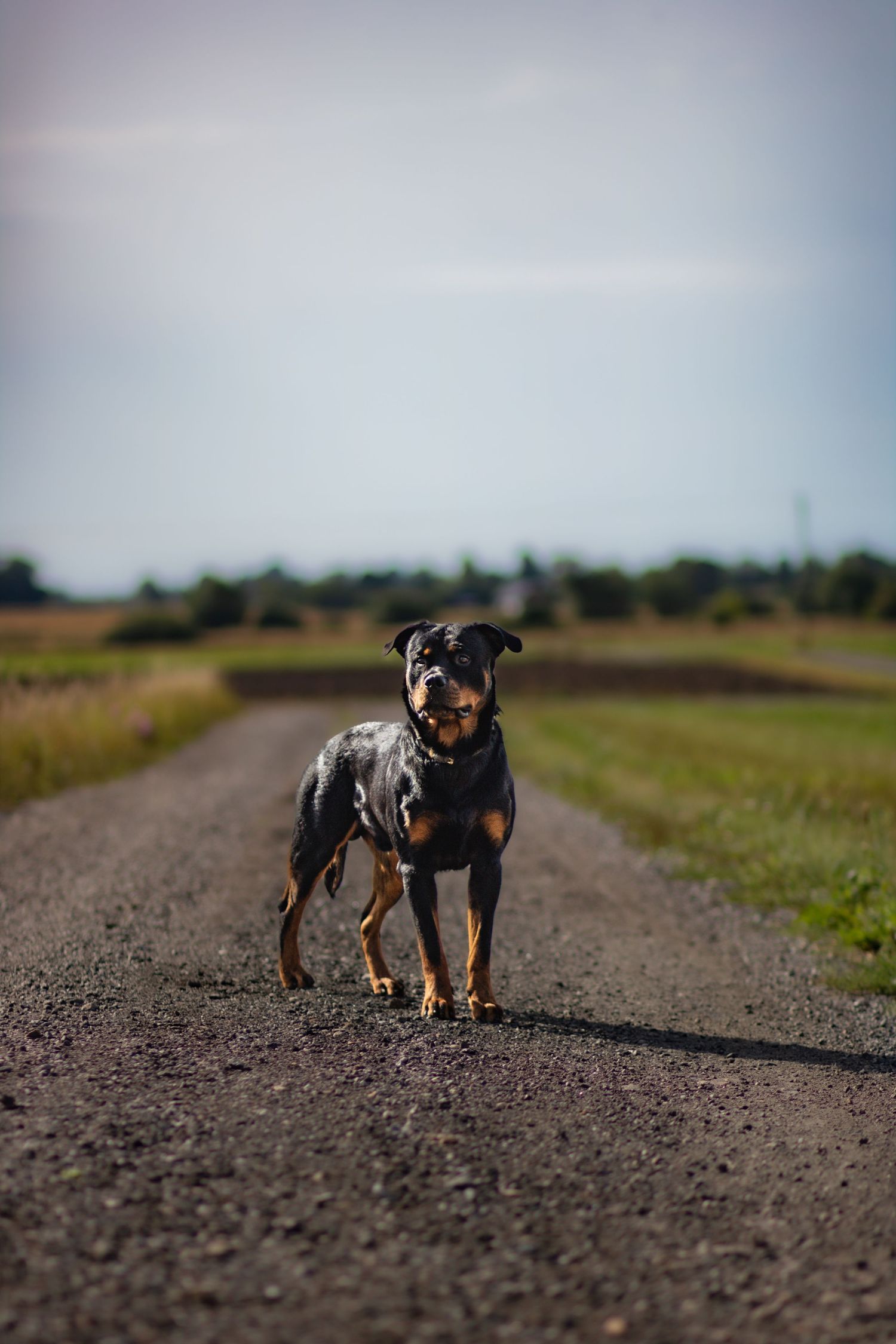 På en grusväg står en Rottweiler-hund och kollar mot kameran.