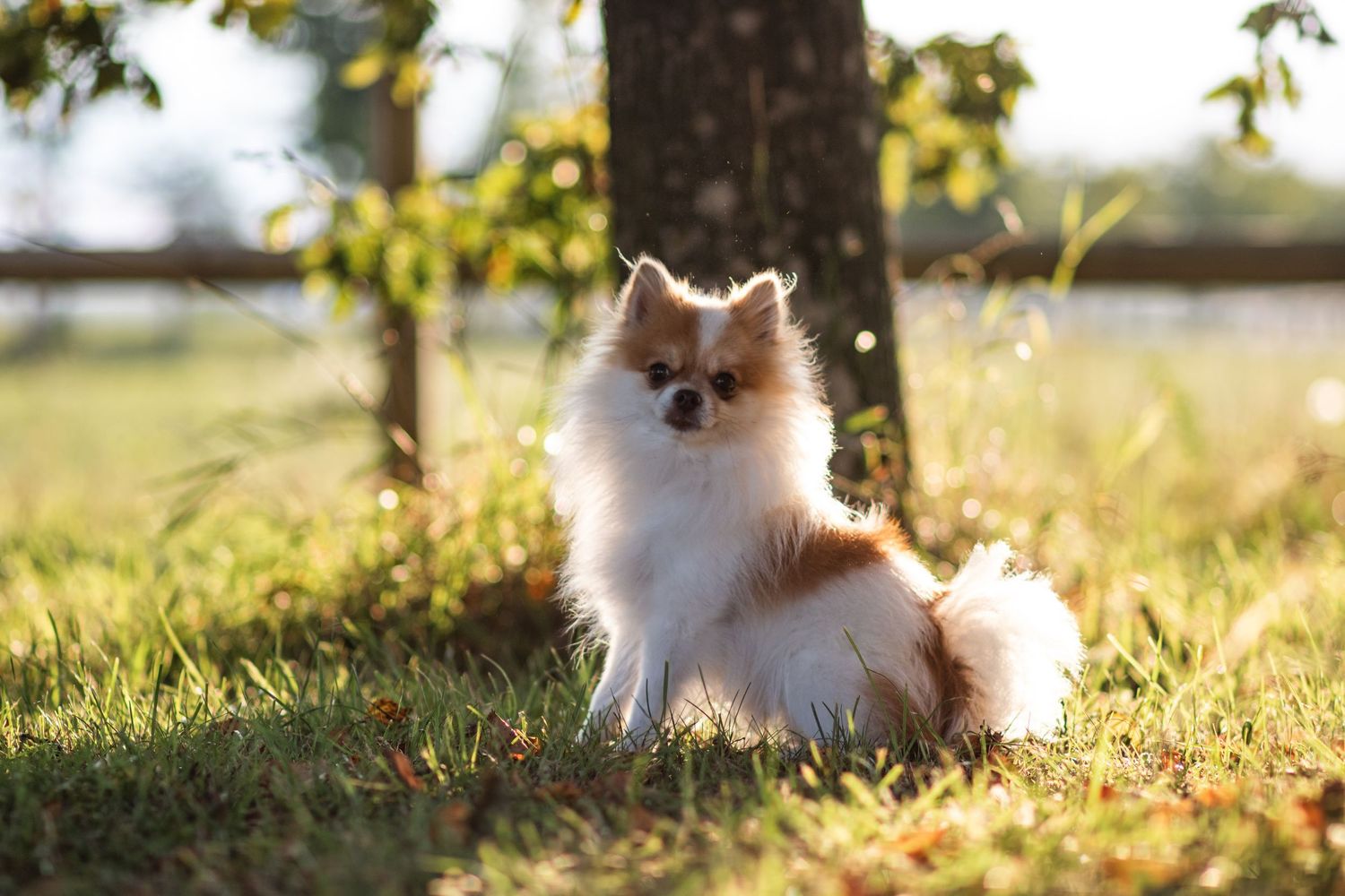 En liten Pomerian sitter i kvällssolen och kollar mot kameran.