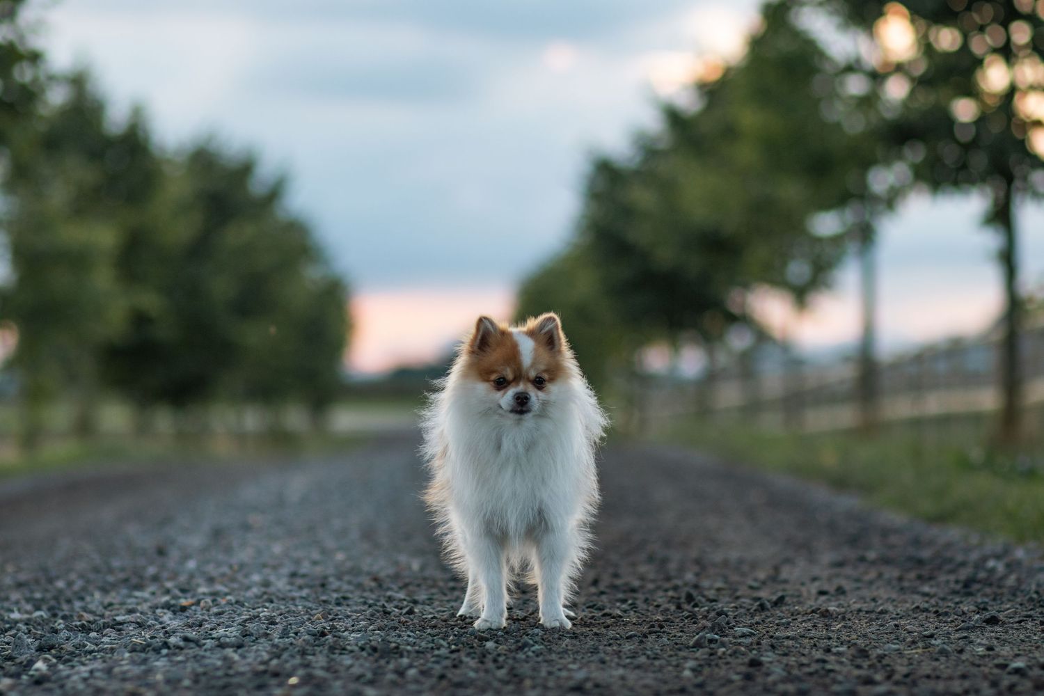 En liten brun och vit Pomerian står på en grusväg med en allé i bakgrunden.