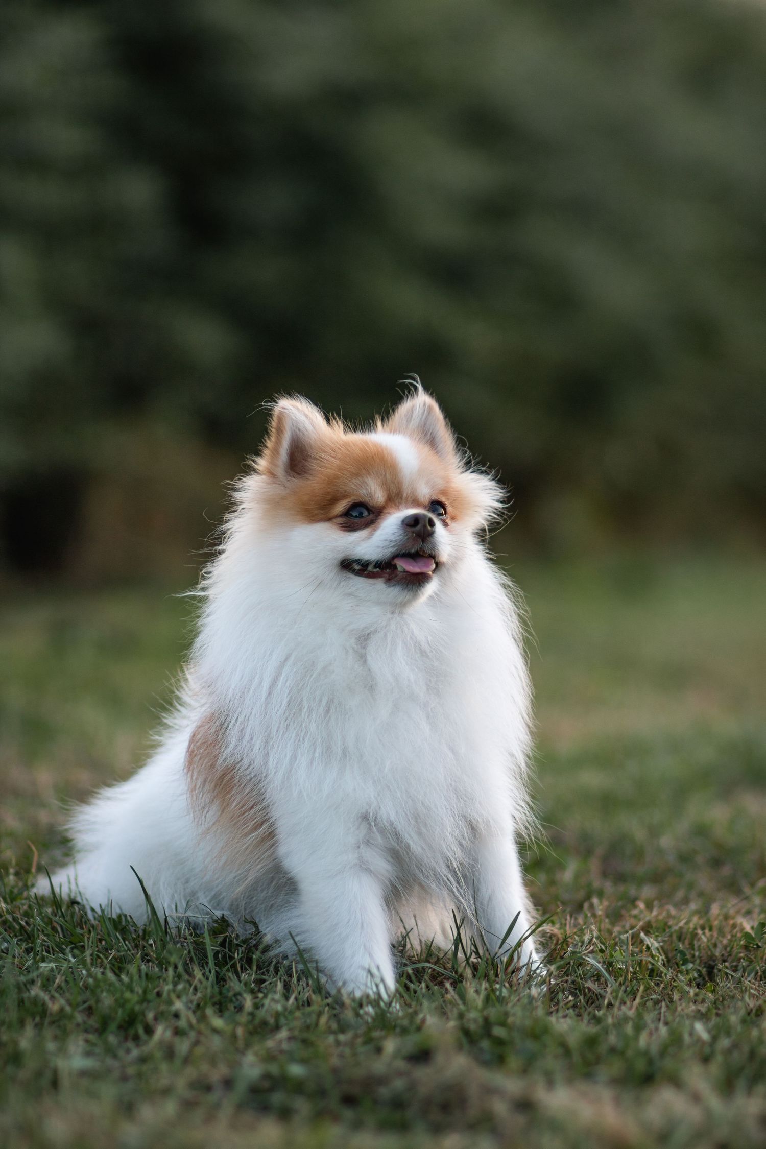 En liten Pomerian-hund sitter och kollar mot sin ägare när fotografen tar bilden.