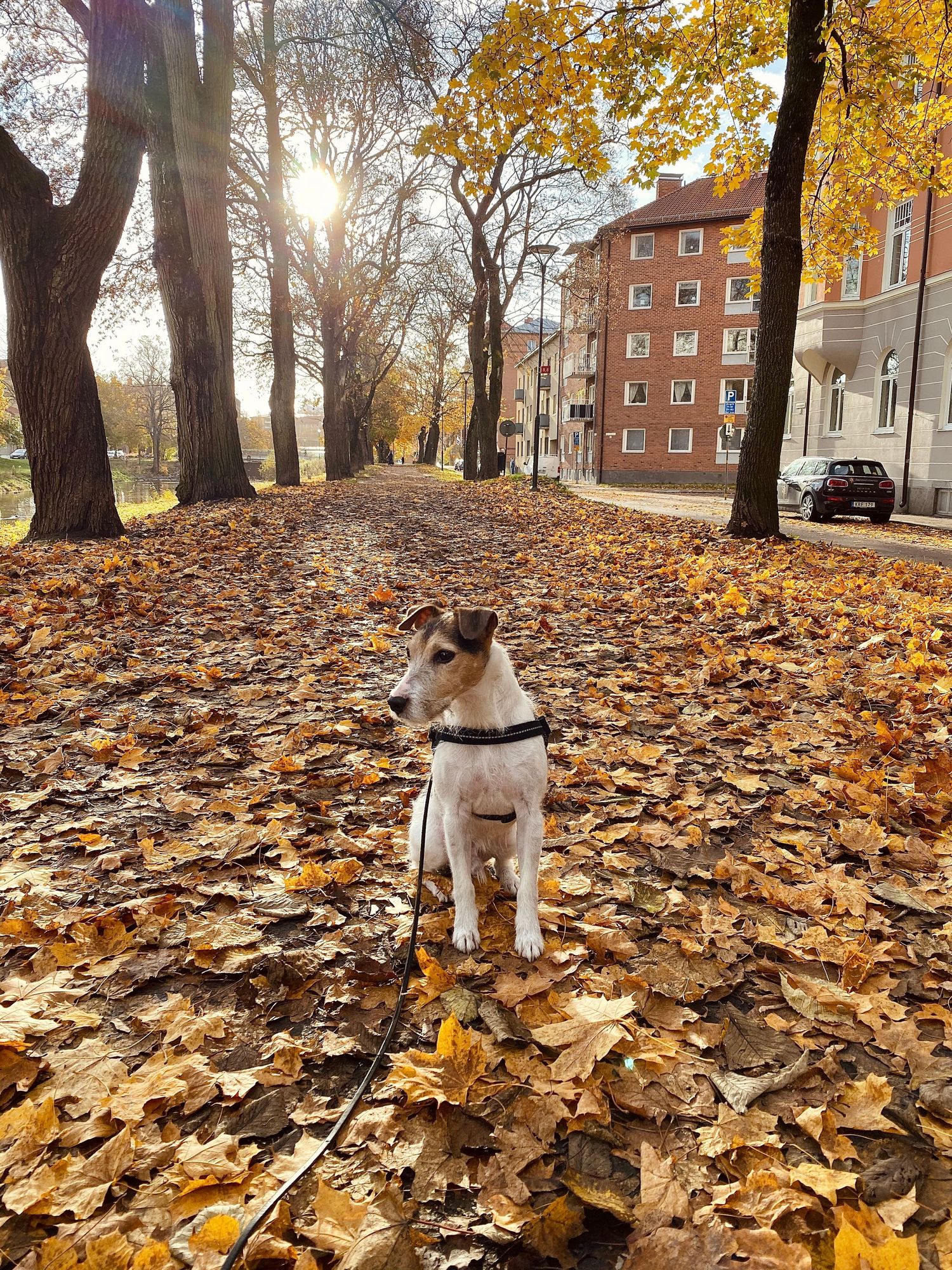 I ett hav av löv, i en allé, sitter en liten hund och tittar bort. Hunden är en Parson Russell Terrier.
