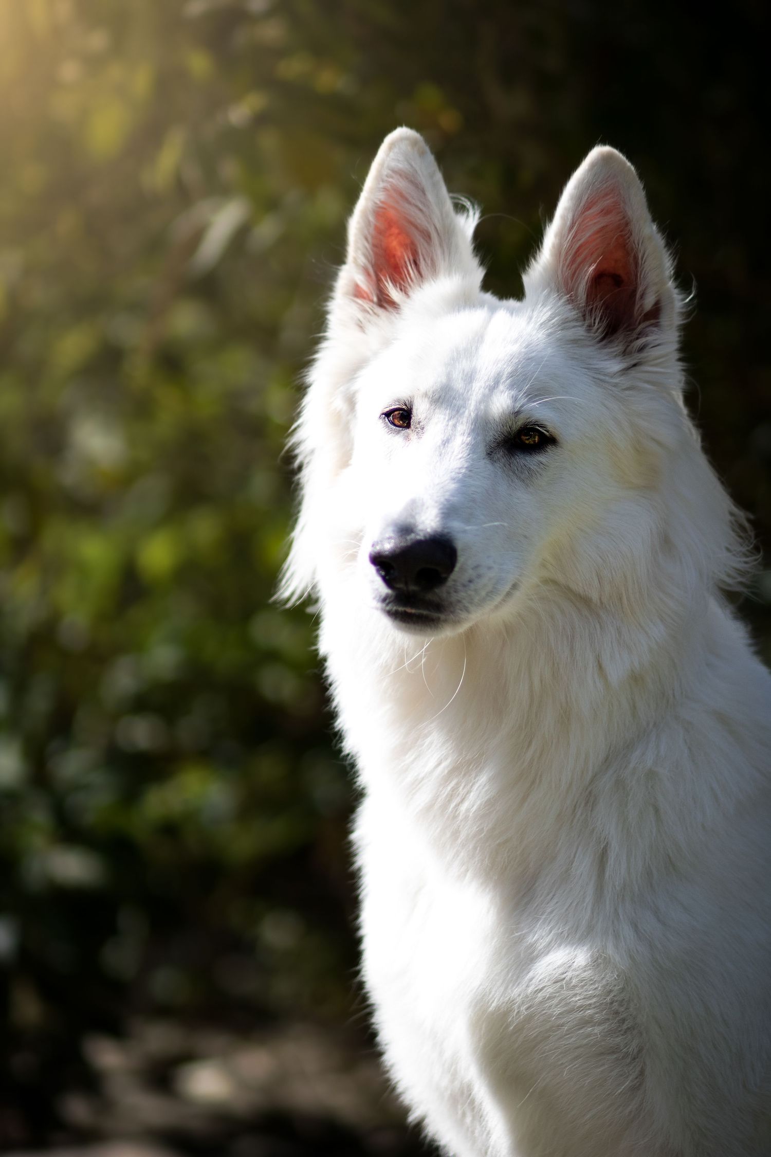 En vit Herdehund sitter och kollar mot kameran, snett till vänster lyser solen fint över hunden.