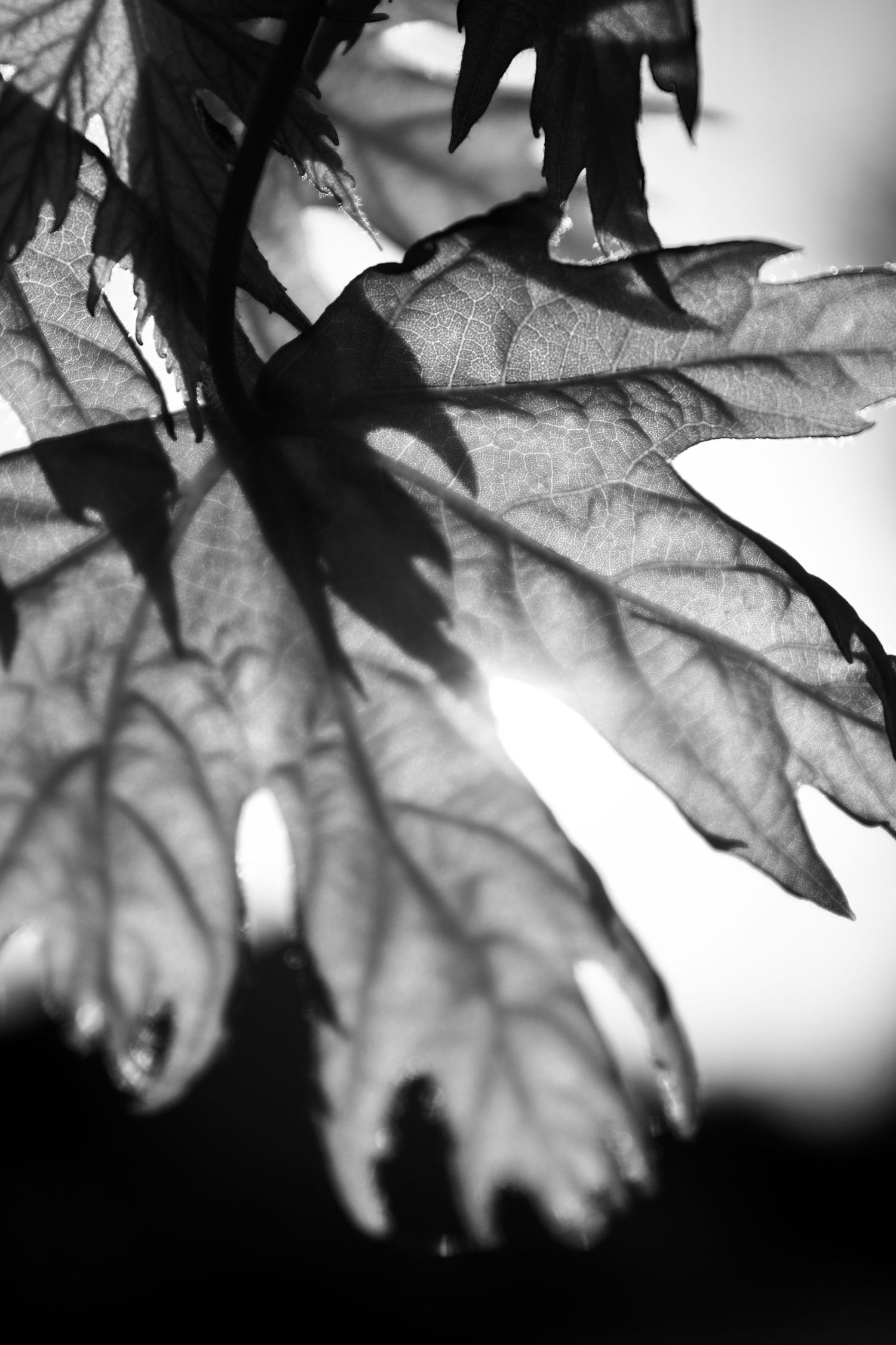 Leaf.3