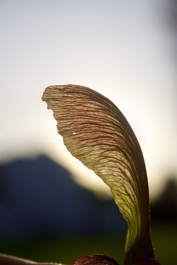 Leaf.2