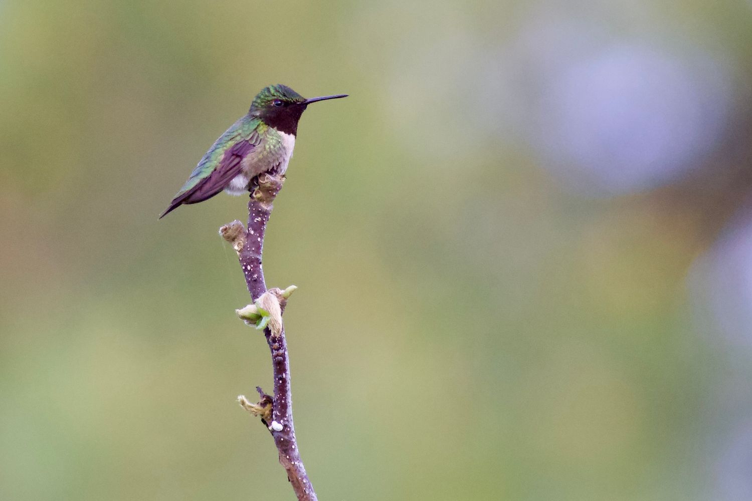 Bird.2